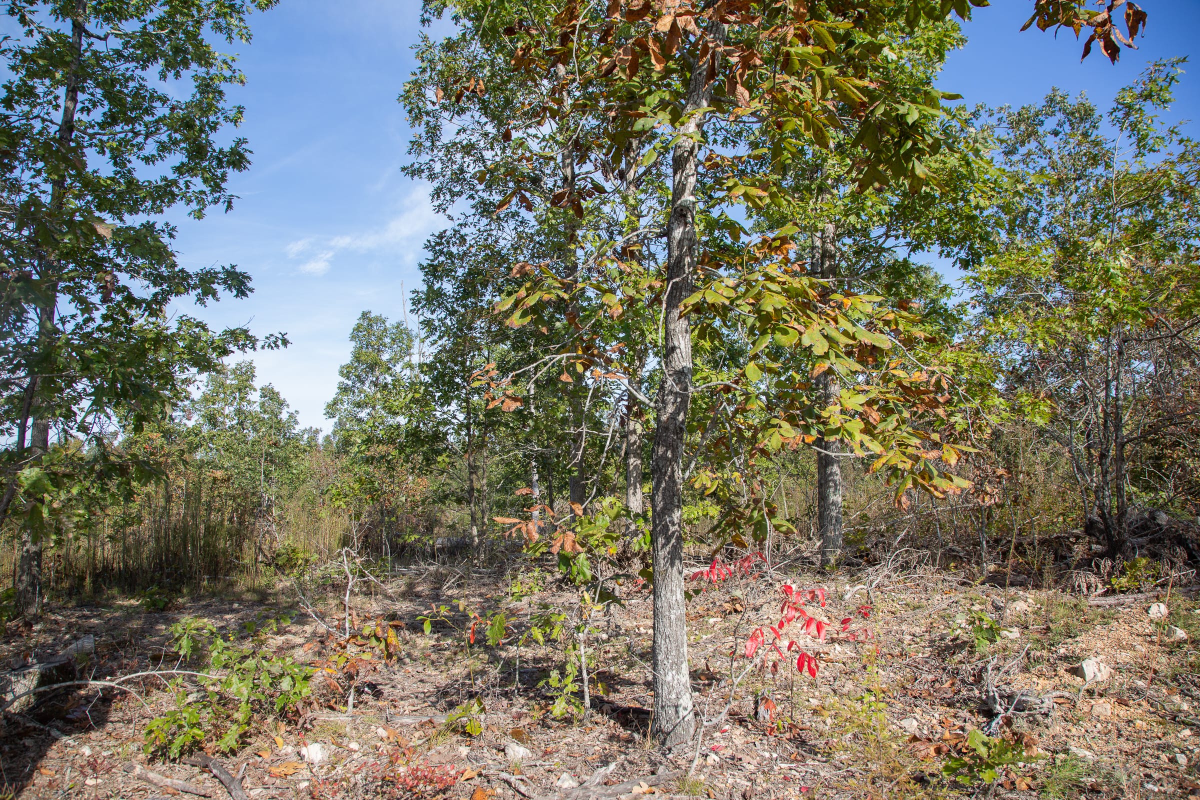 Borgmann’s Hollow Phase IV Tract 124 photo 14