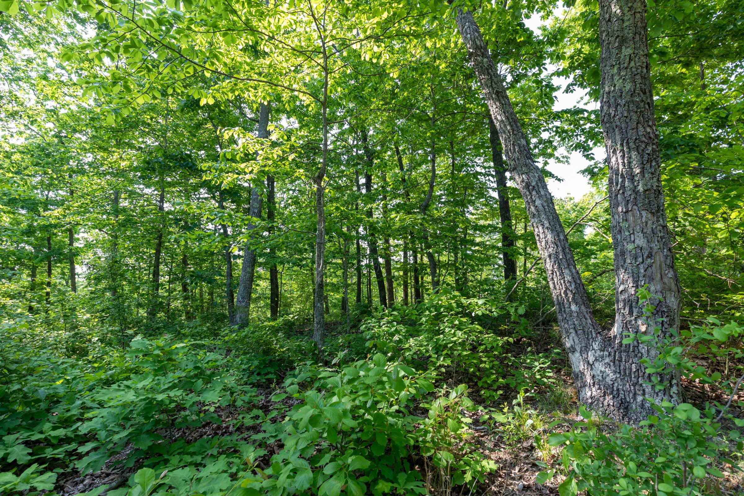 Cedar Creek Tract 8 photo 2