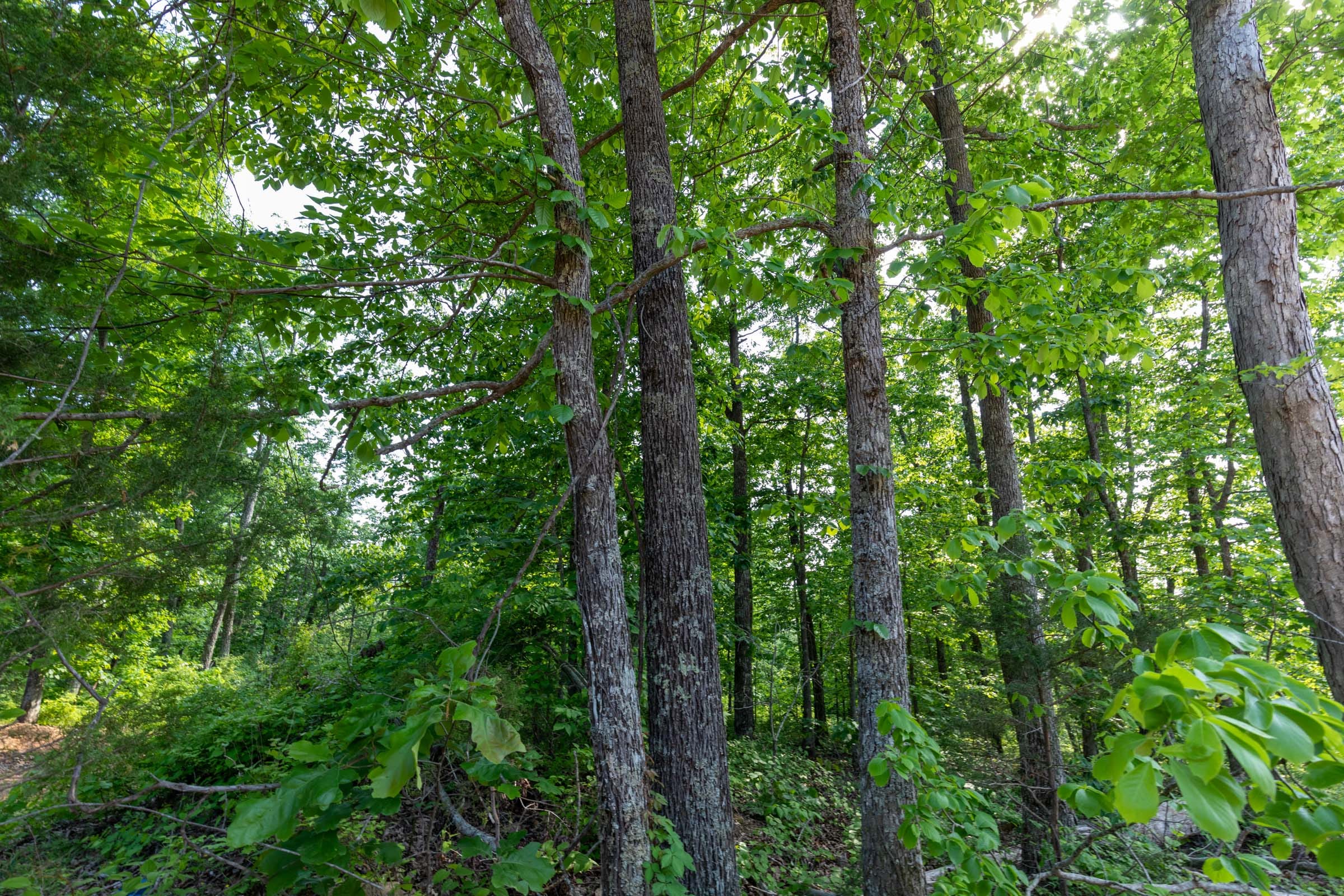 Cedar Creek Tract 8 photo 4