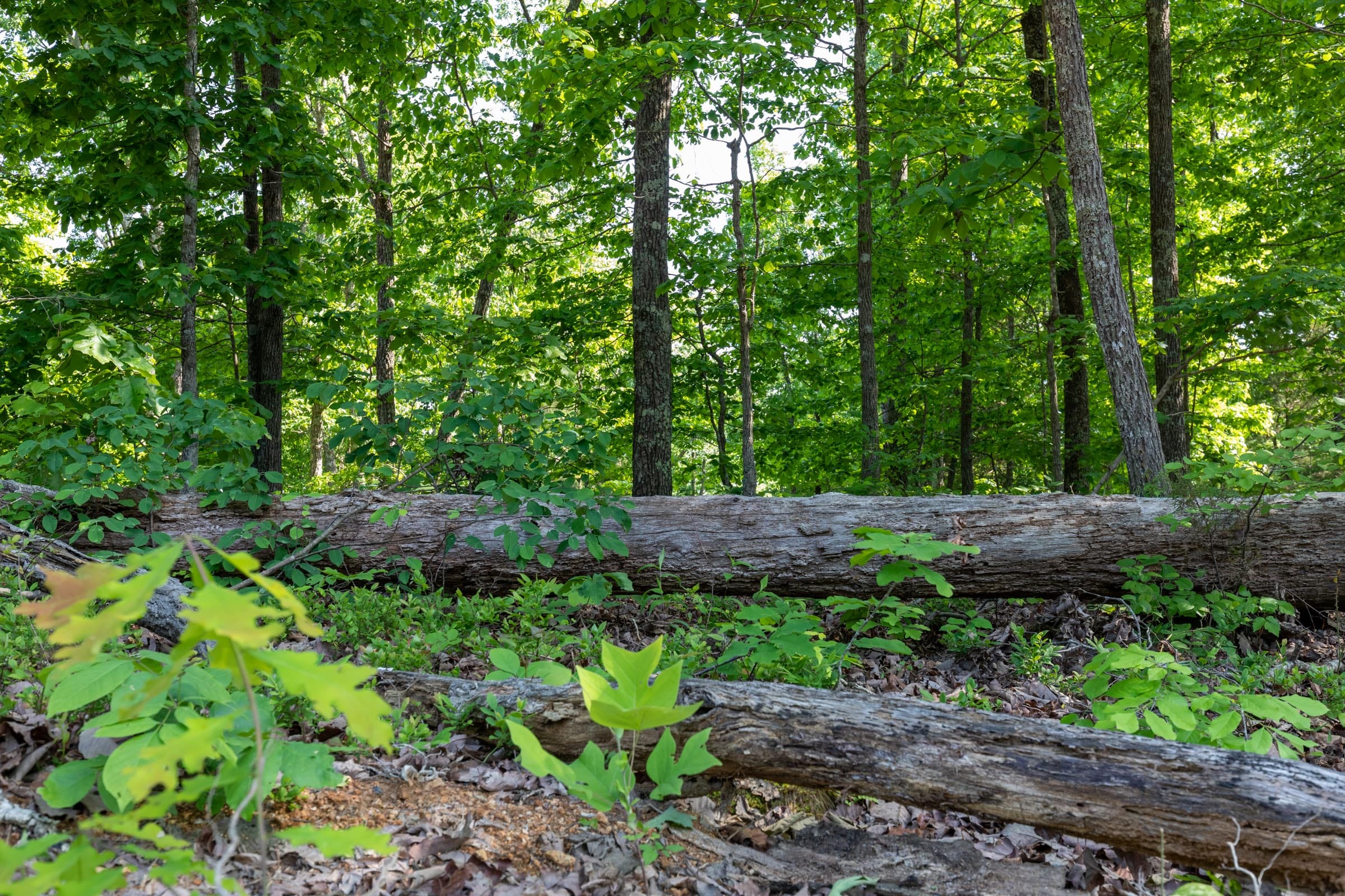 Cedar Creek Tract 8 photo 5