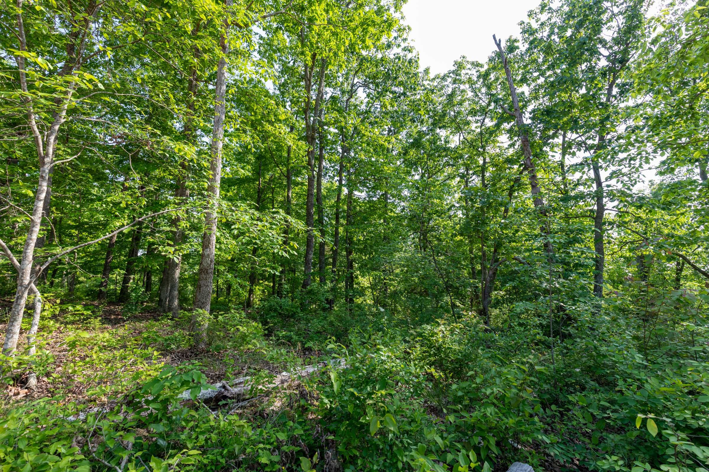 Cedar Creek Tract 8 photo 6