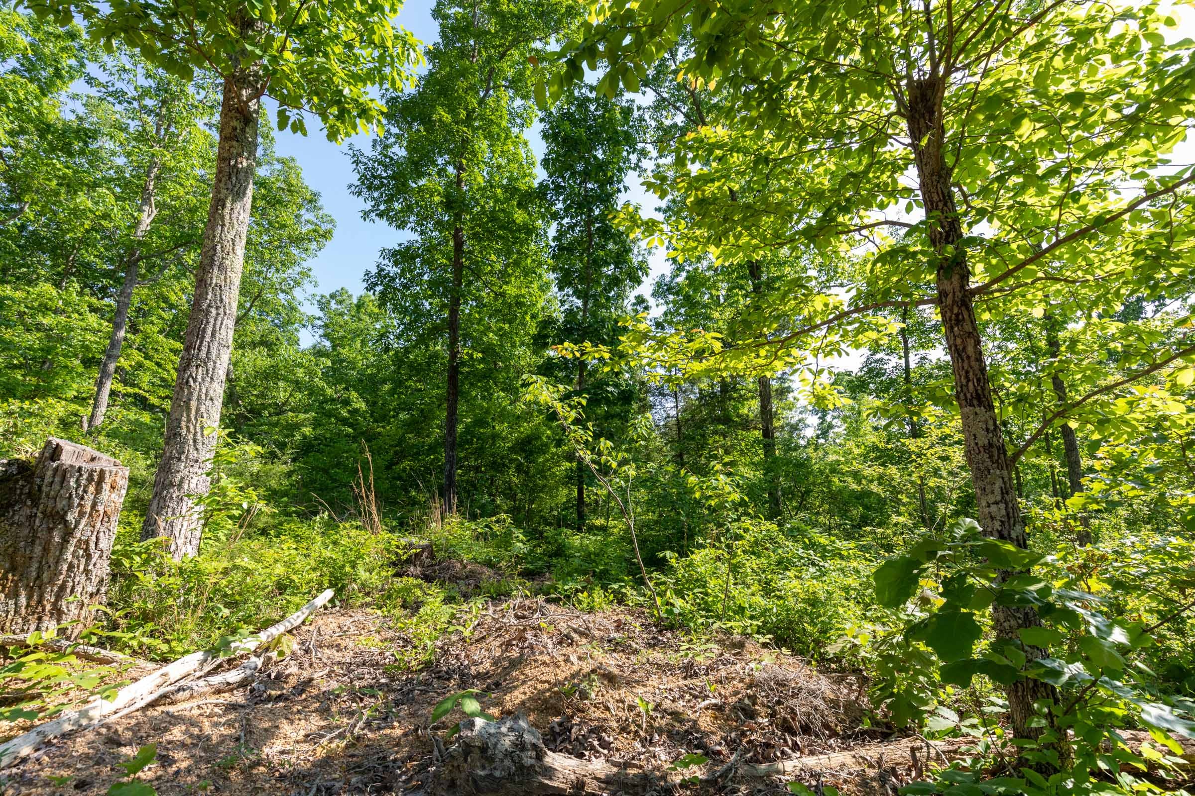 Cedar Creek Tract 8 photo 7