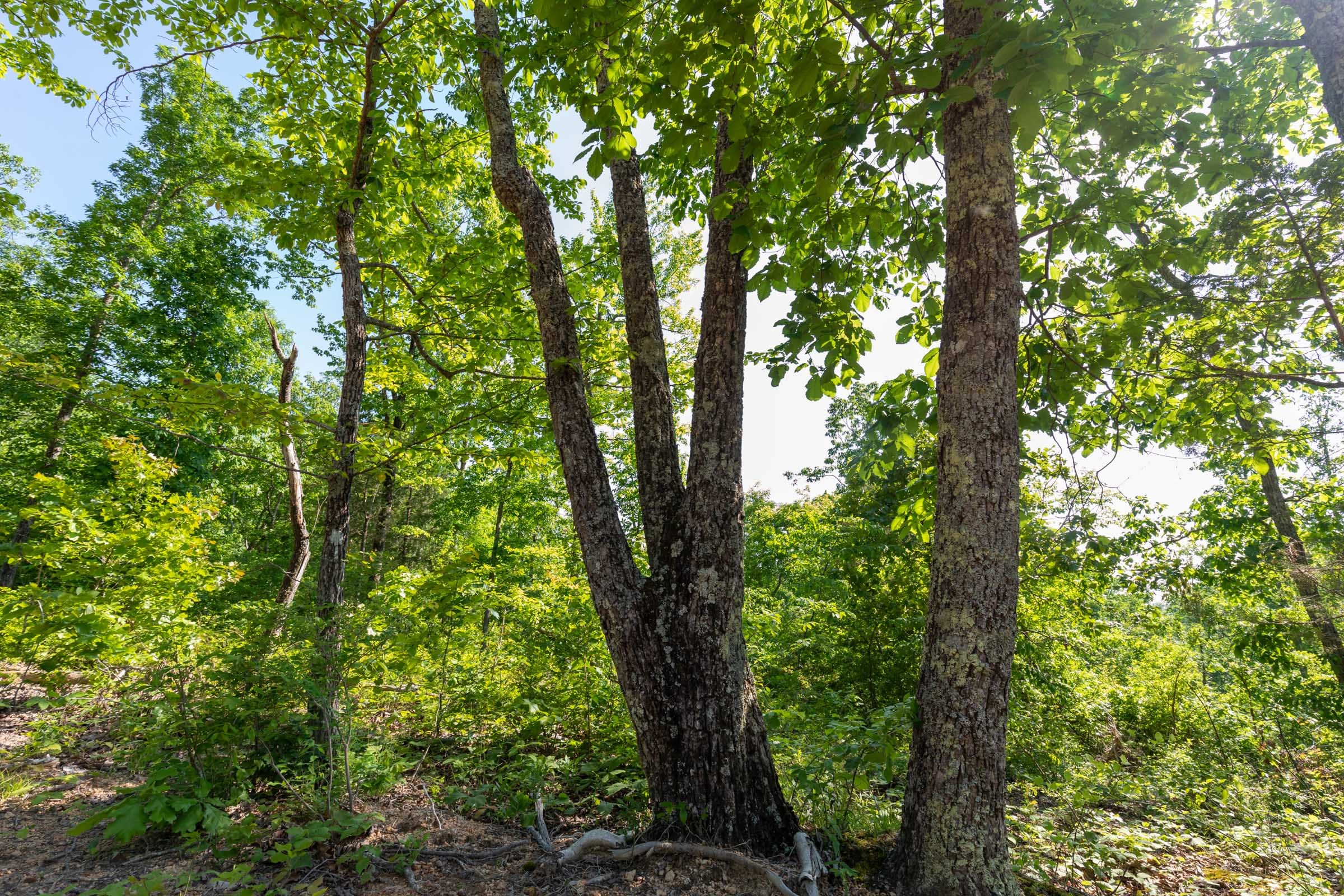 Cedar Creek Tract 8 photo 8