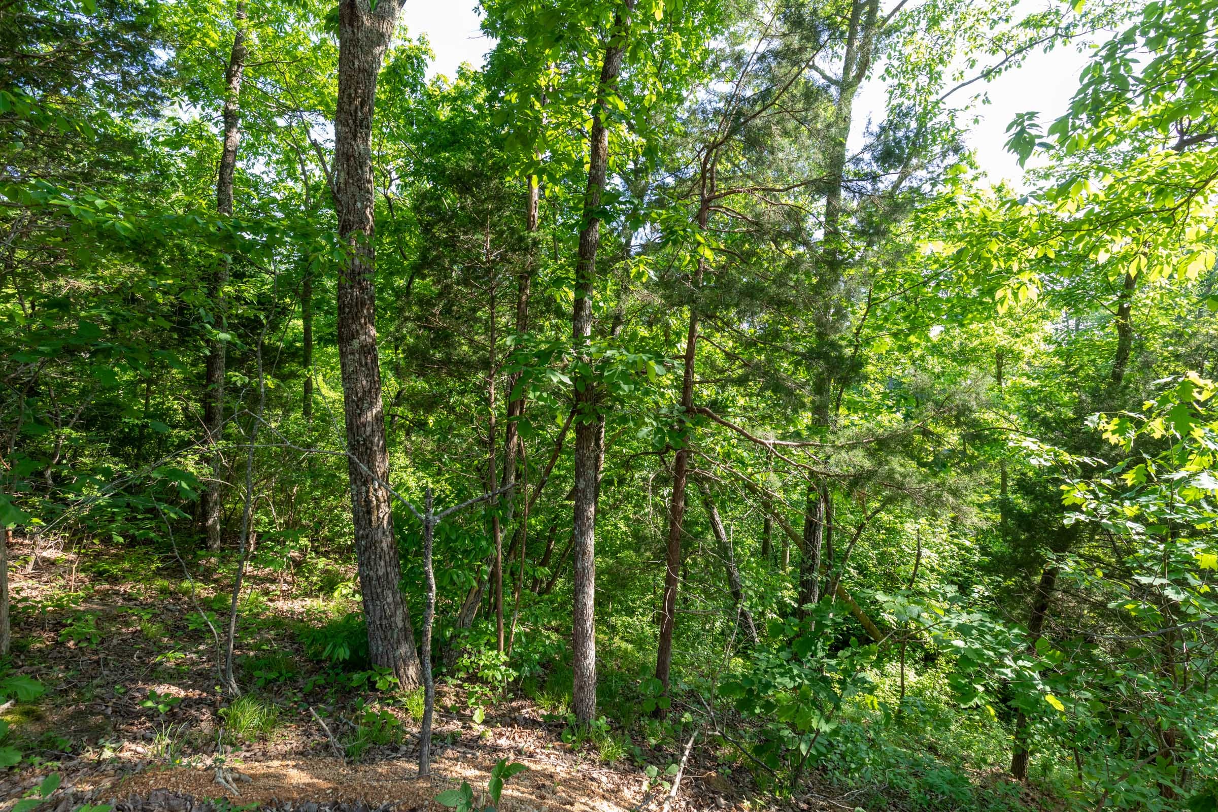 Cedar Creek Tract 8 photo 12