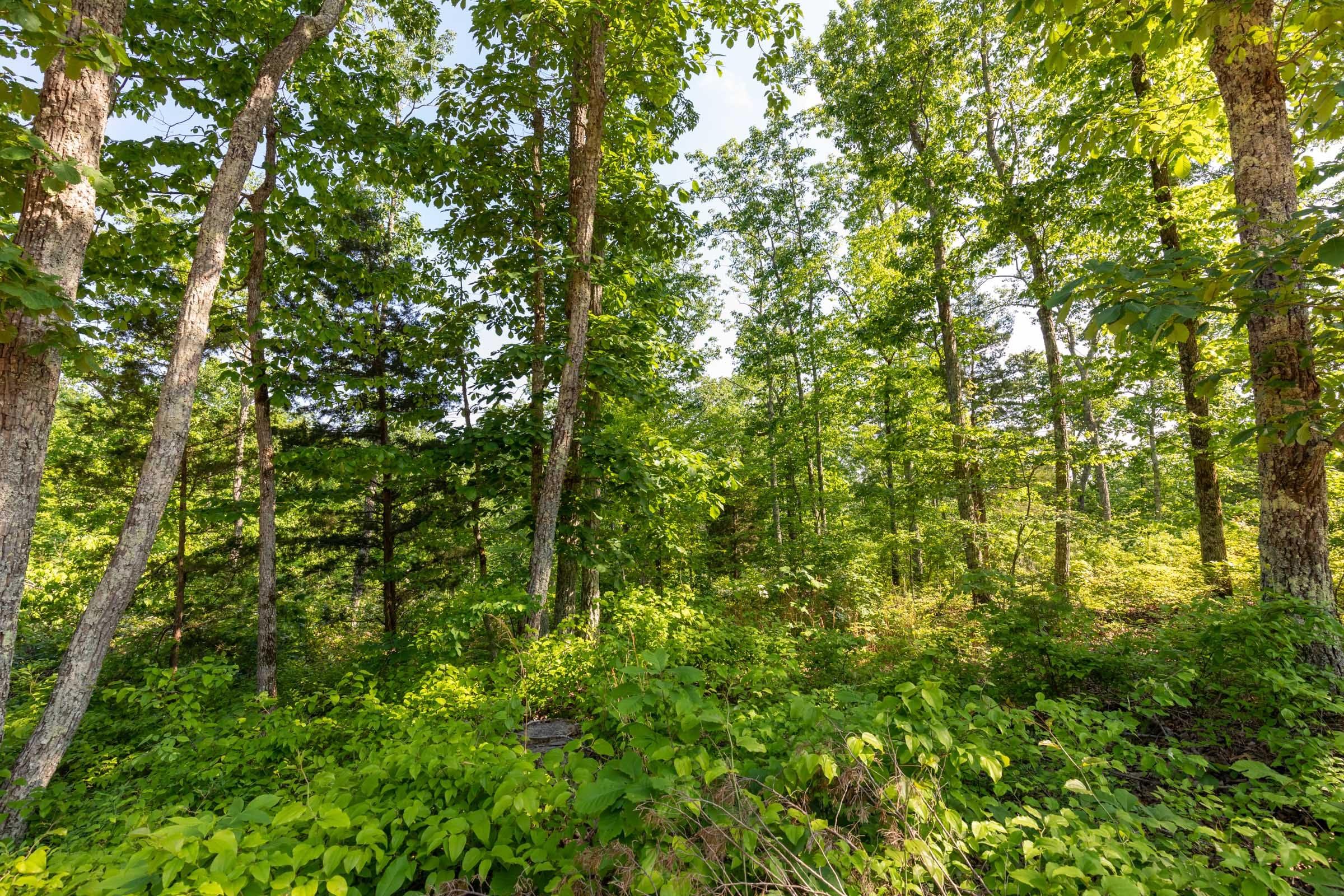 Cedar Creek Tract 8 photo 13