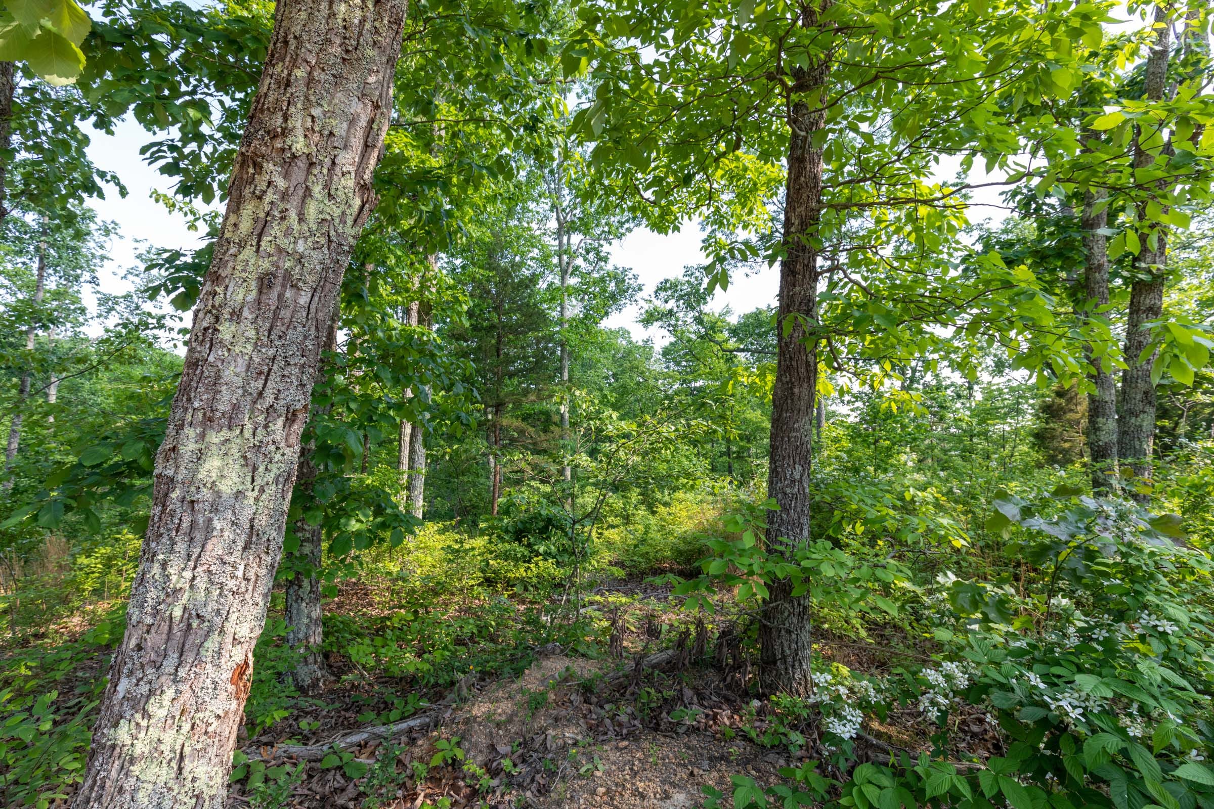 Cedar Creek Tract 8 photo 14