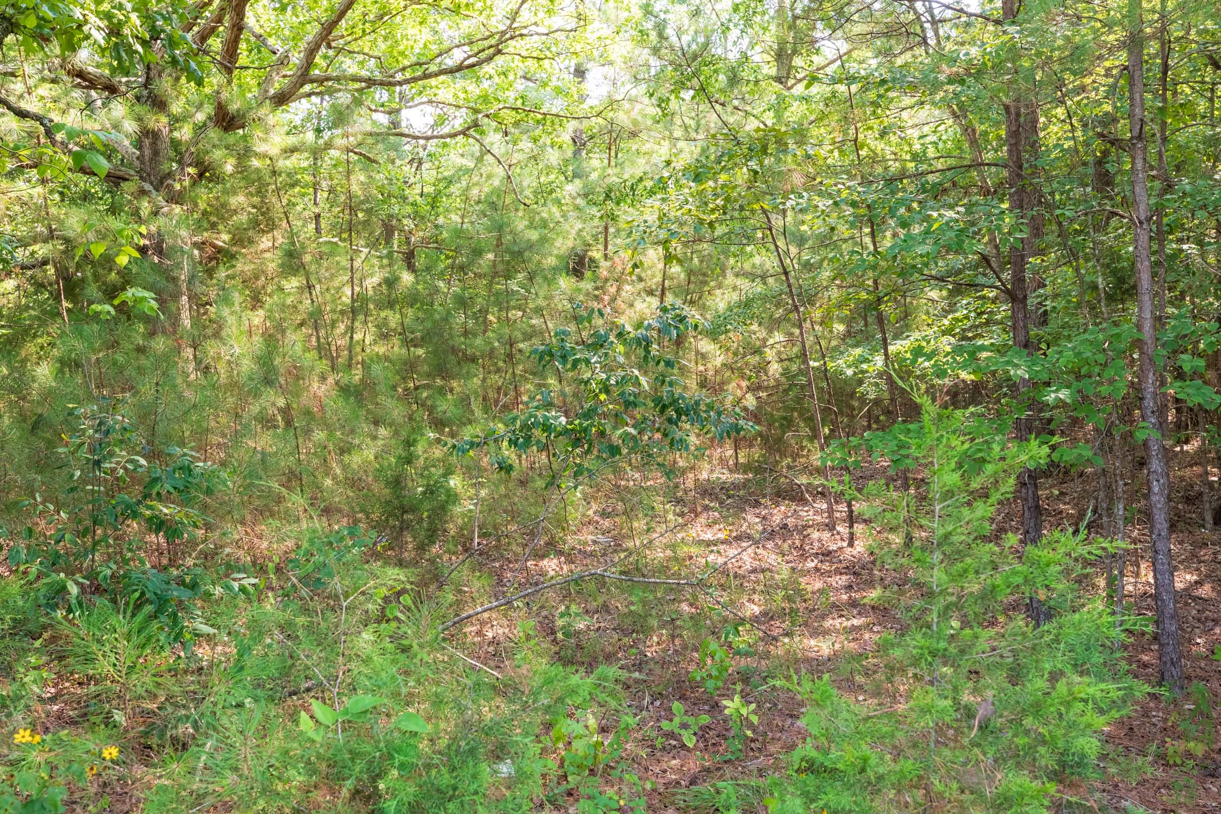 Whiskey Ridge Tract 114 photo 2