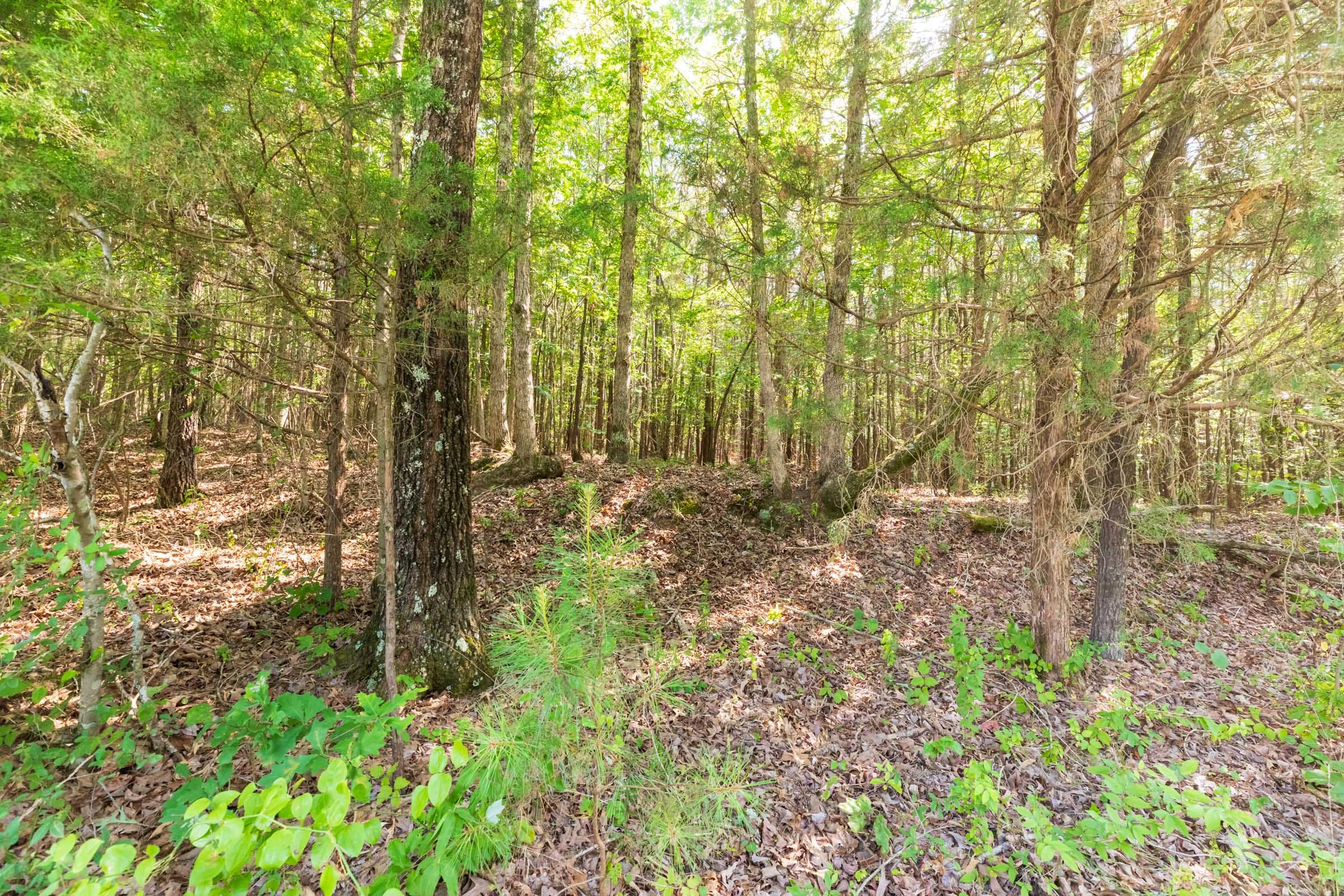 Whiskey Ridge Tract 114 photo 4