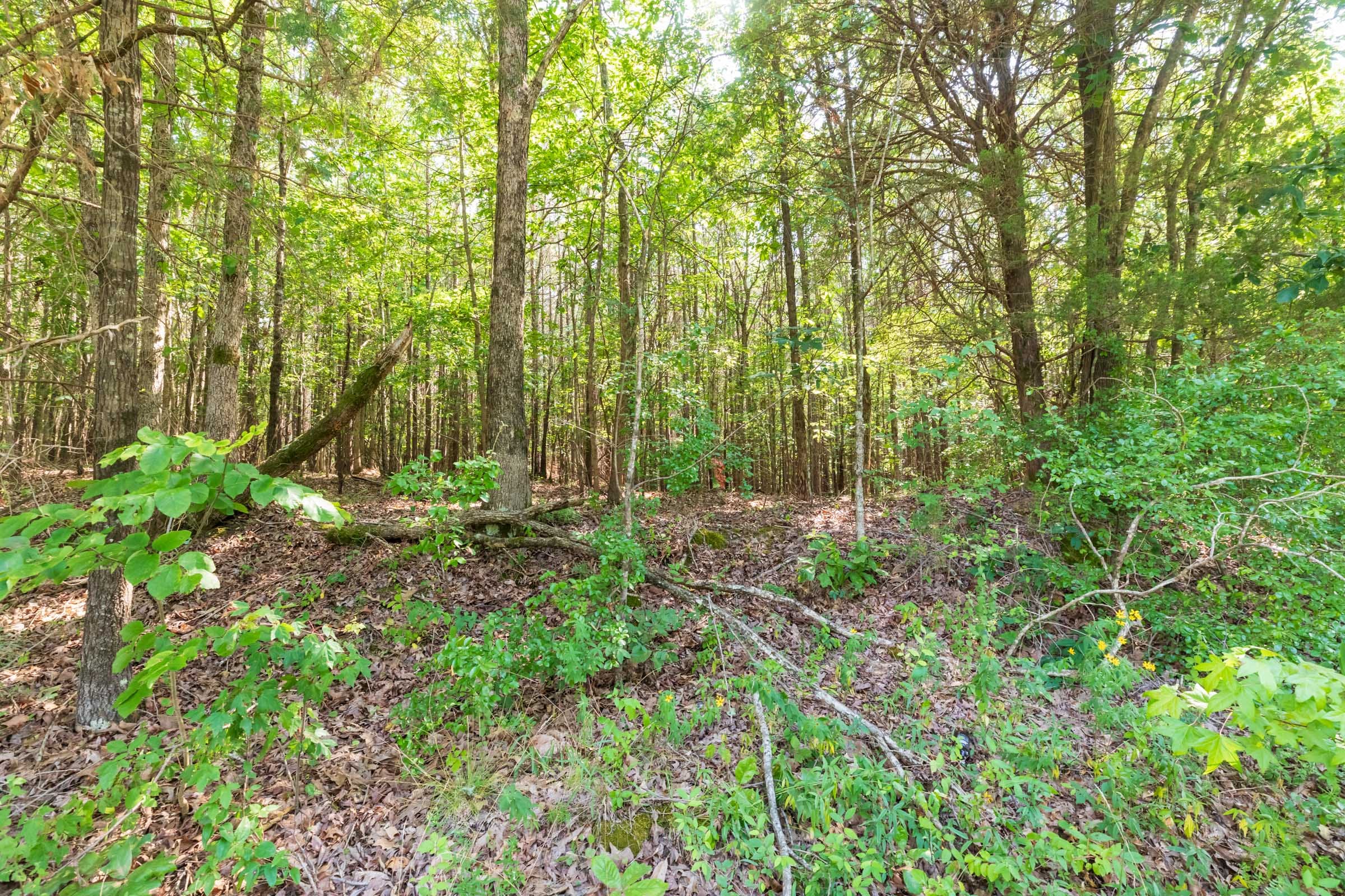 Whiskey Ridge Tract 114 photo 5