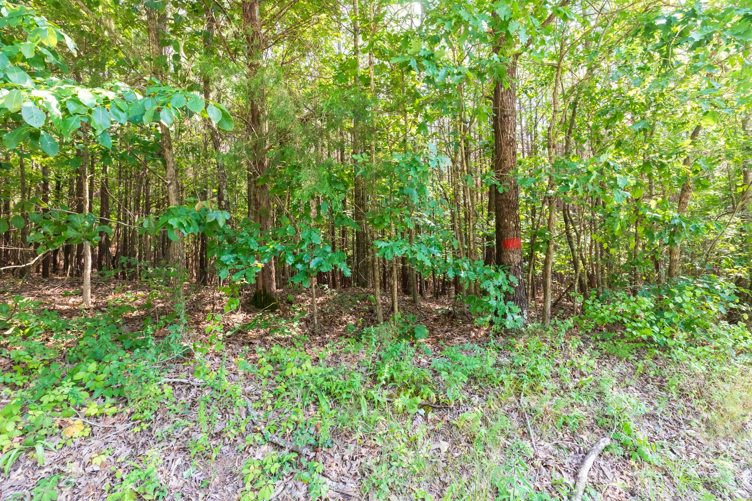 Whiskey Ridge Tract 114 photo 8