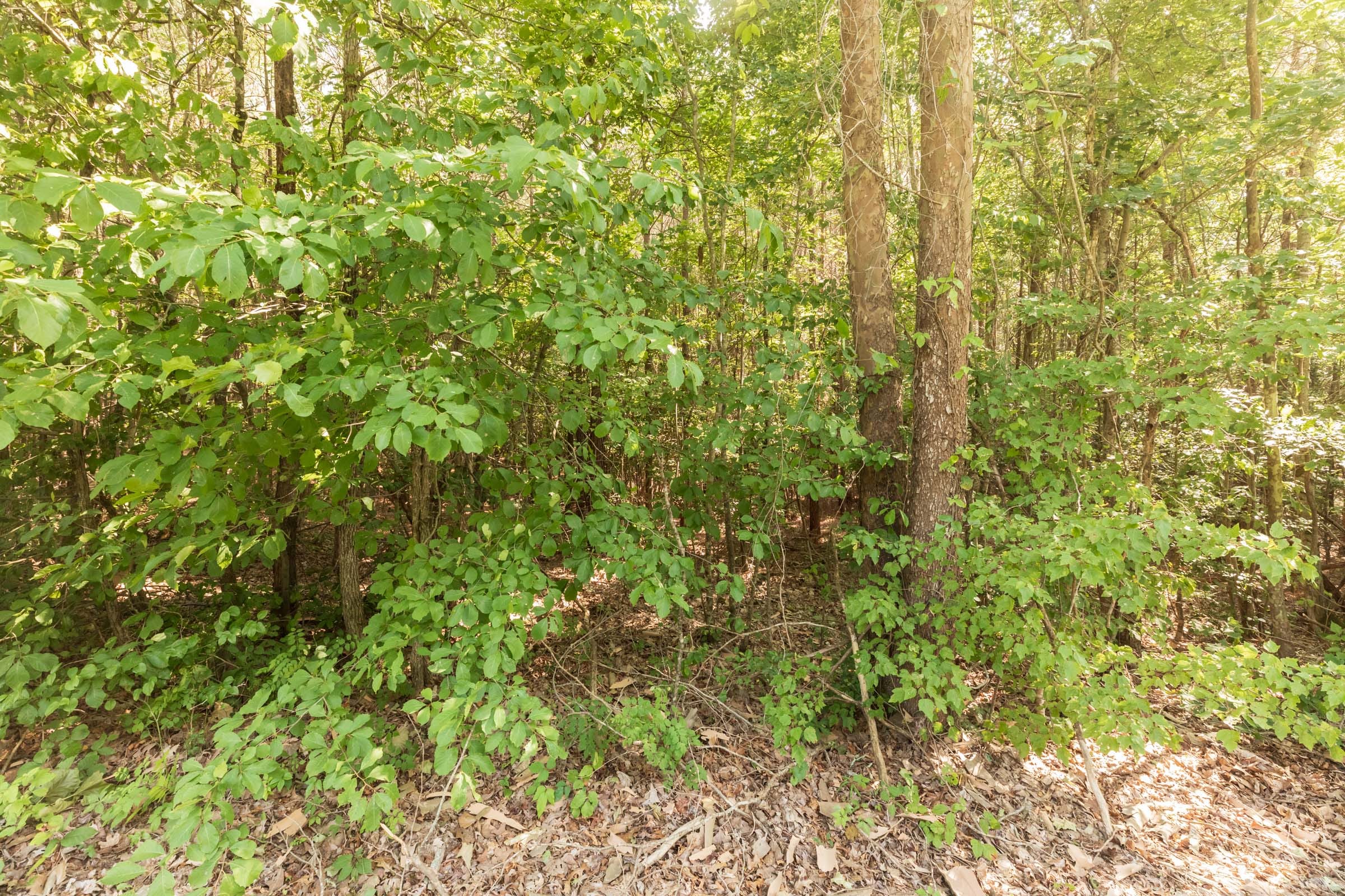 Whiskey Ridge Tract 114 photo 10