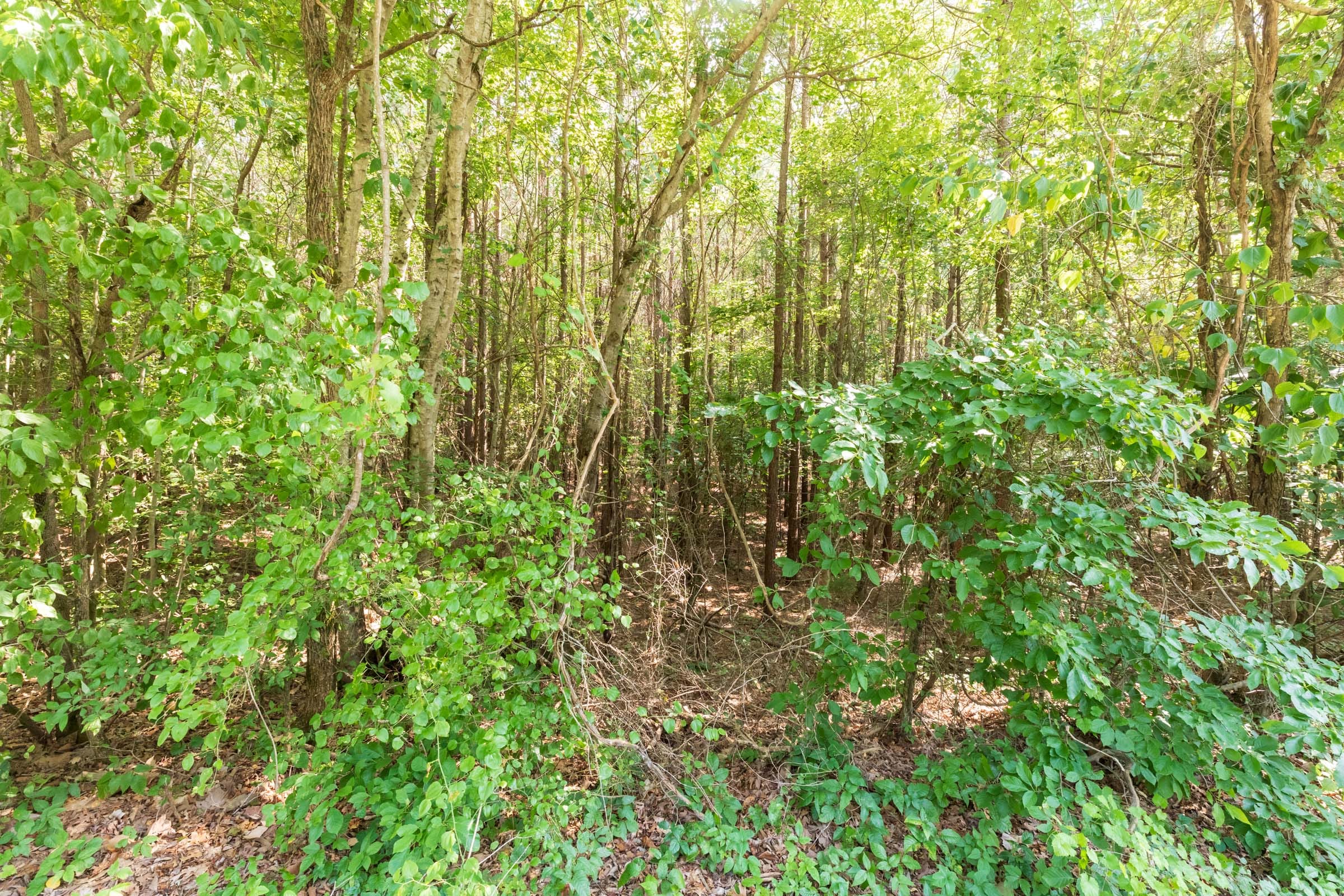 Whiskey Ridge Tract 114 photo 11