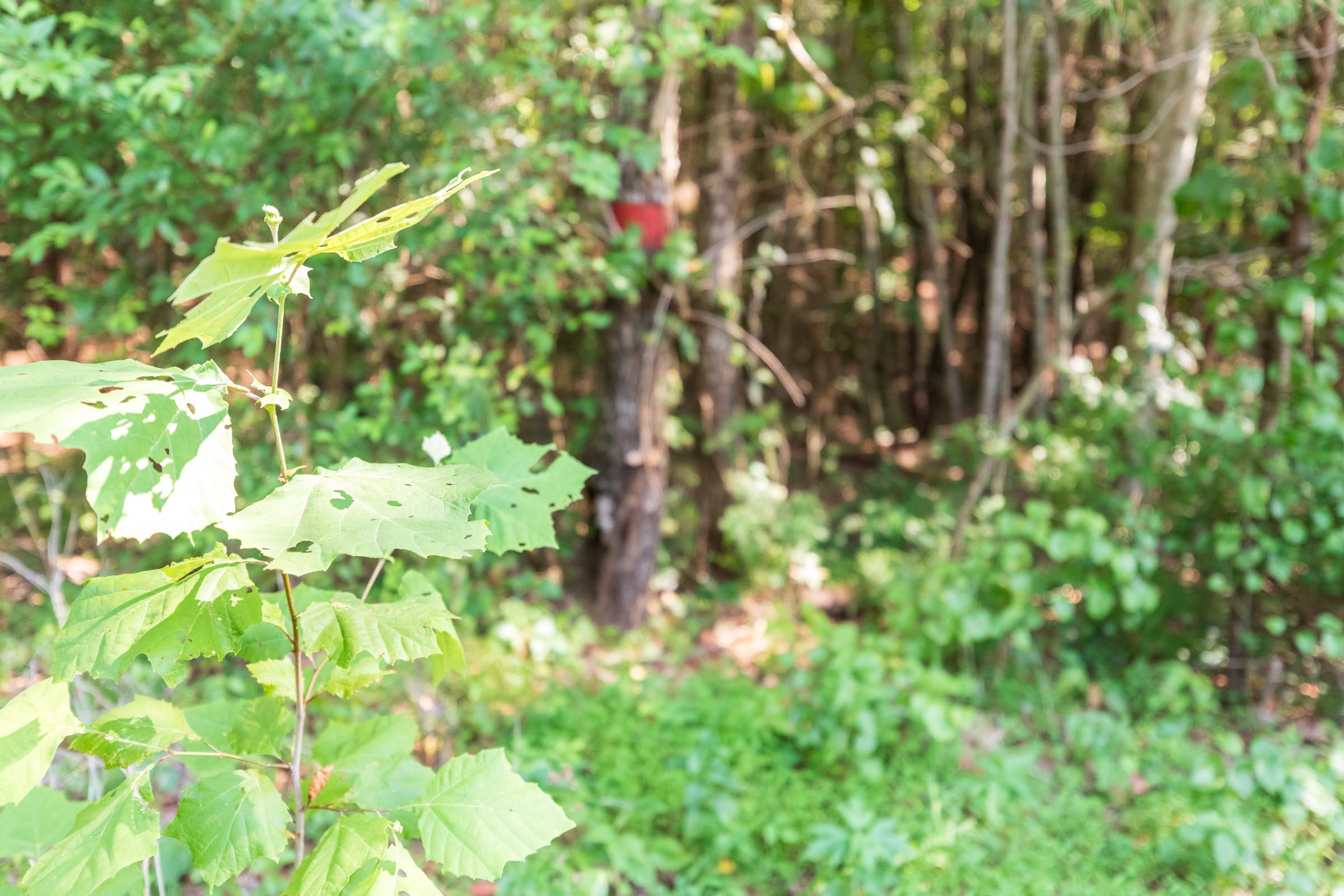 Whiskey Ridge Tract 114 photo 12