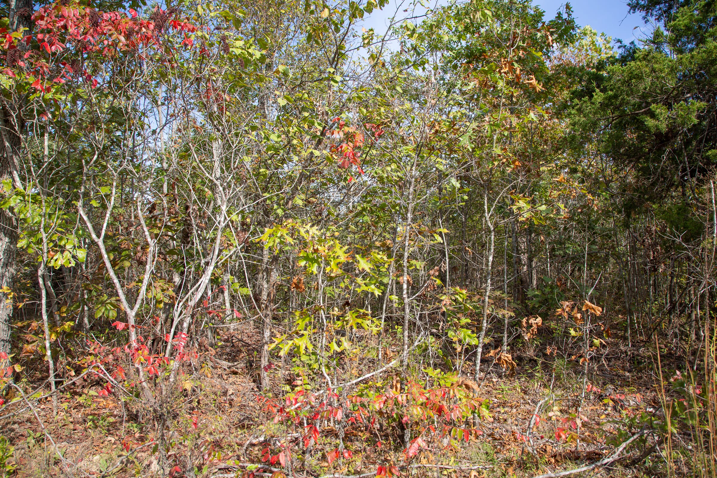 Borgmann’s Hollow Phase IV Tract 132 photo 2