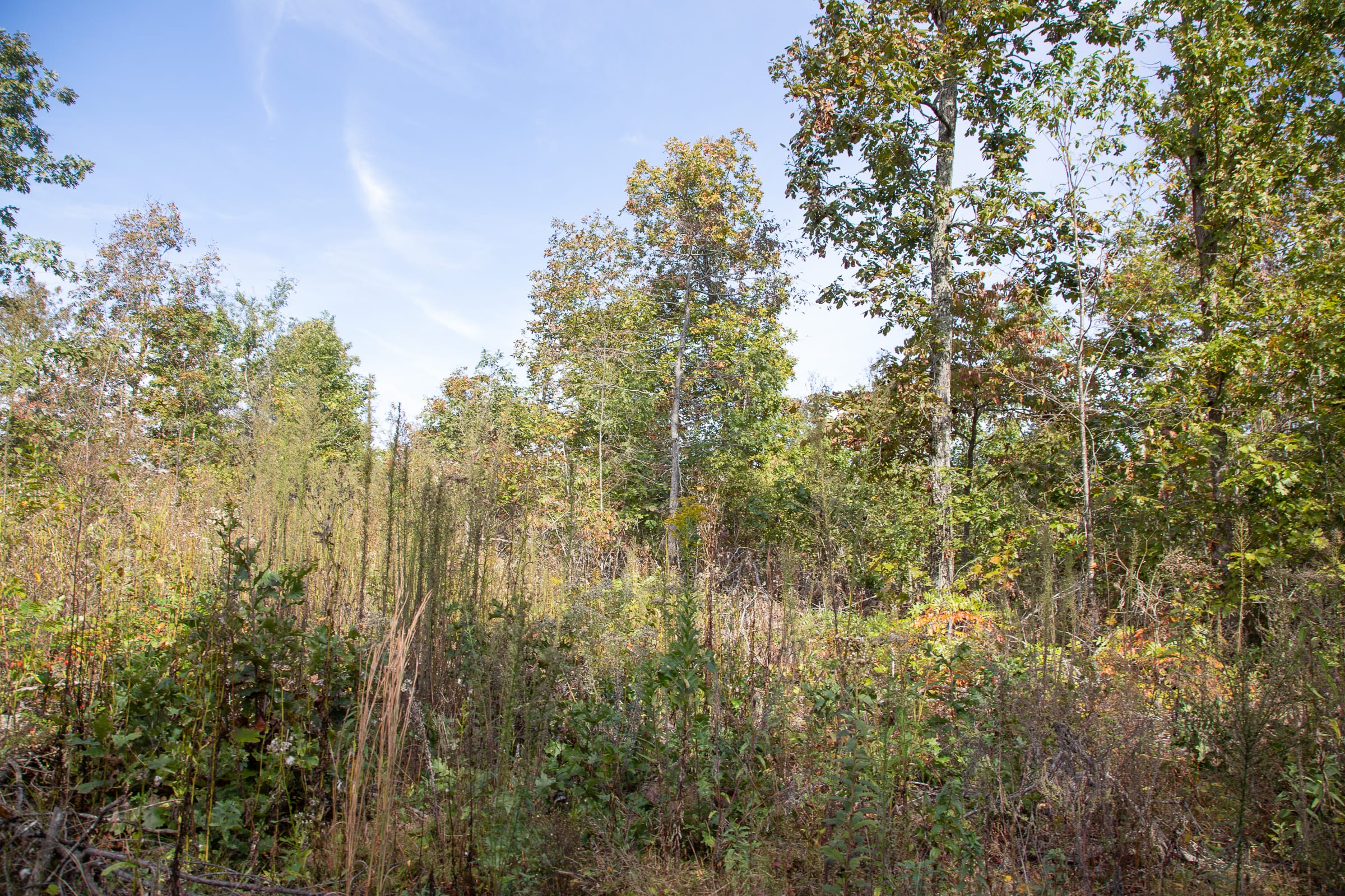Borgmann’s Hollow Phase IV Tract 132 photo 3