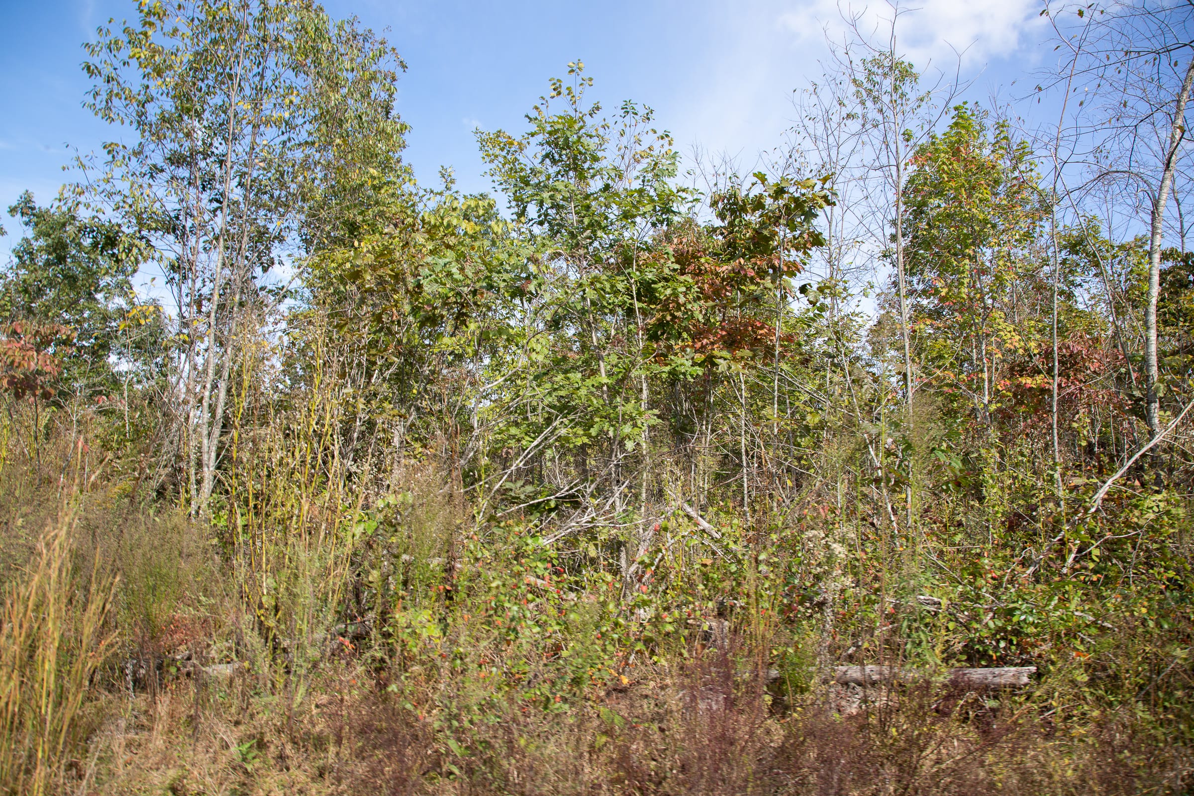 Borgmann’s Hollow Phase IV Tract 132 photo 4