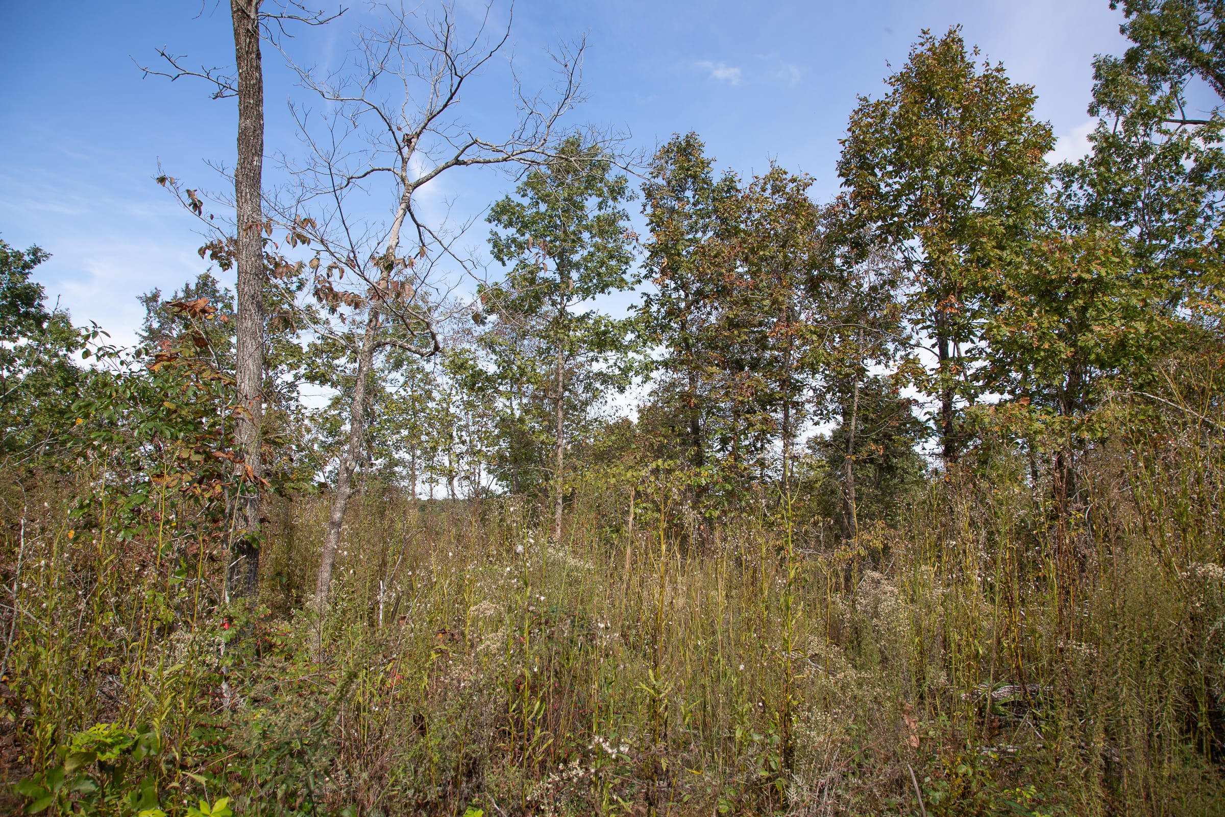 Borgmann’s Hollow Phase IV Tract 132 photo 5