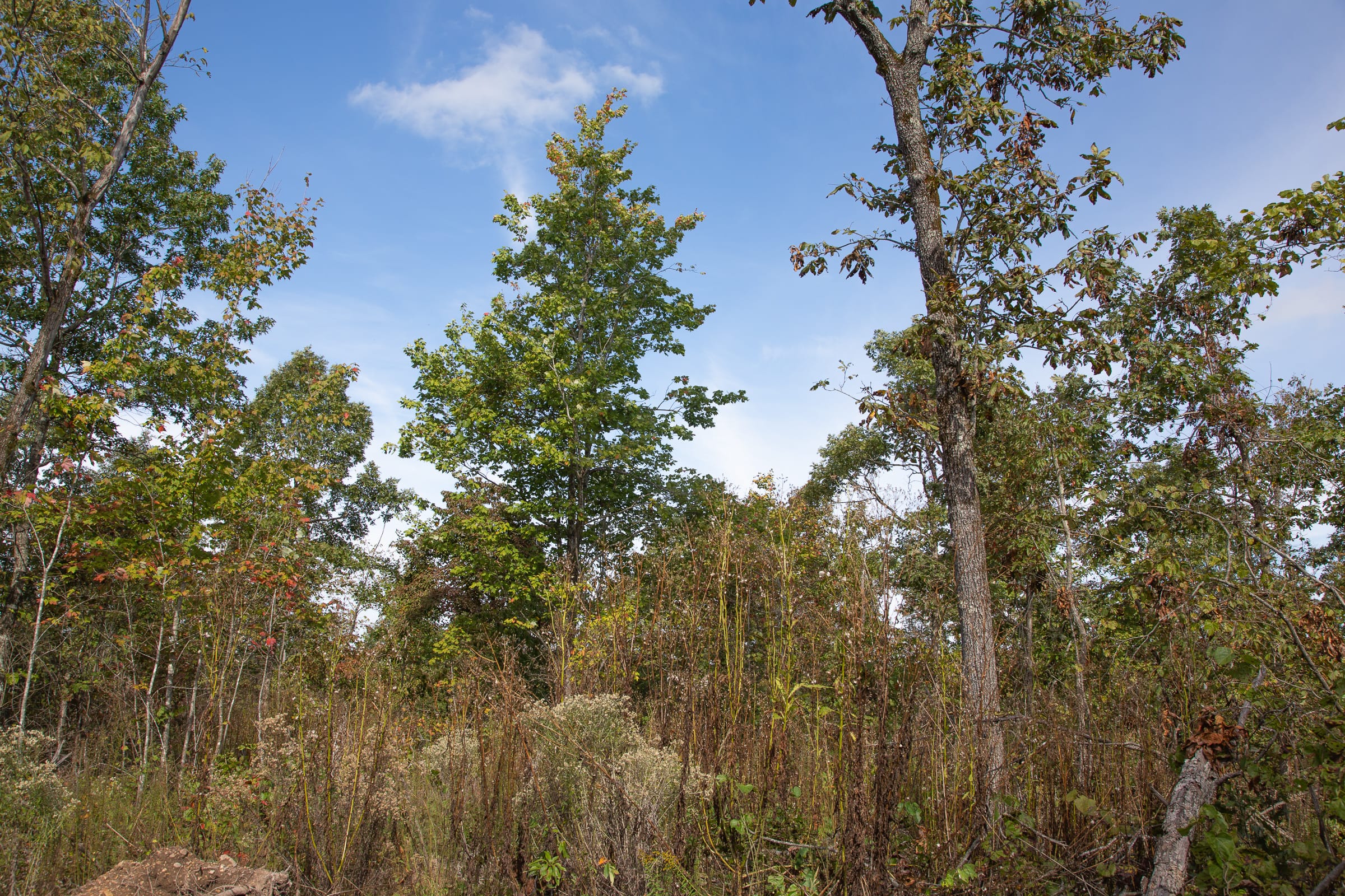 Borgmann’s Hollow Phase IV Tract 132 photo 7