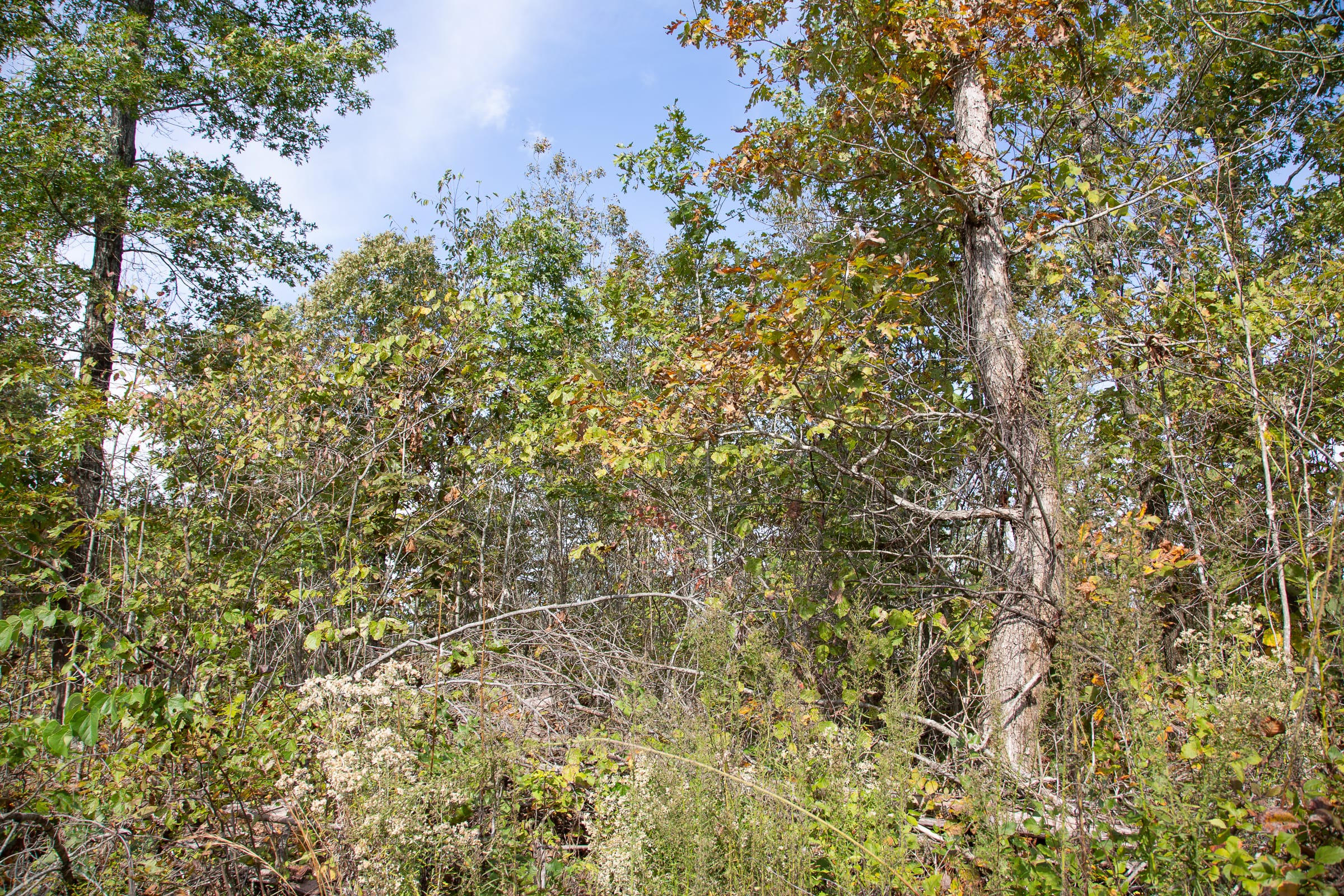 Borgmann’s Hollow Phase IV Tract 132 photo 9