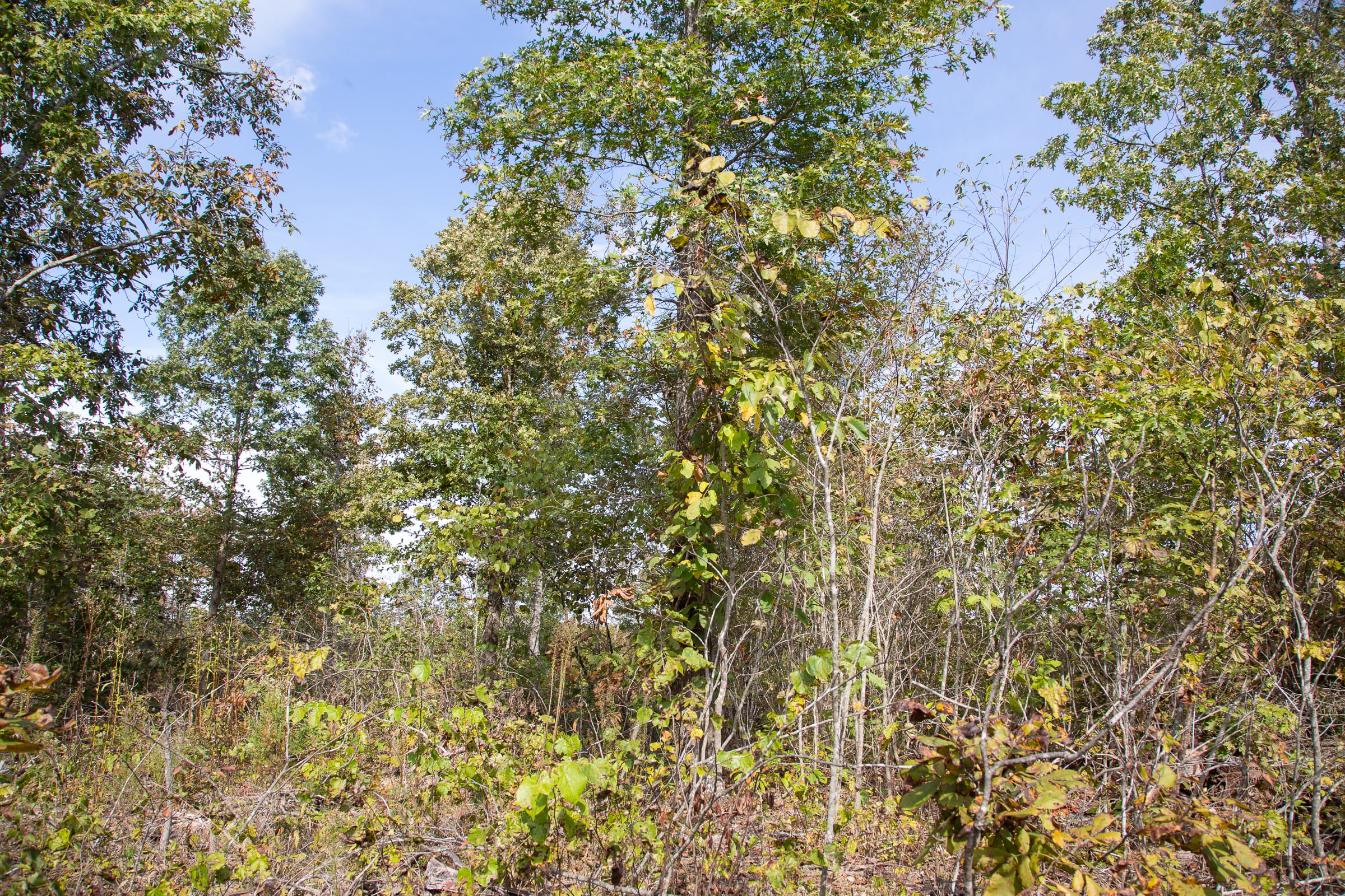Borgmann’s Hollow Phase IV Tract 132 photo 10
