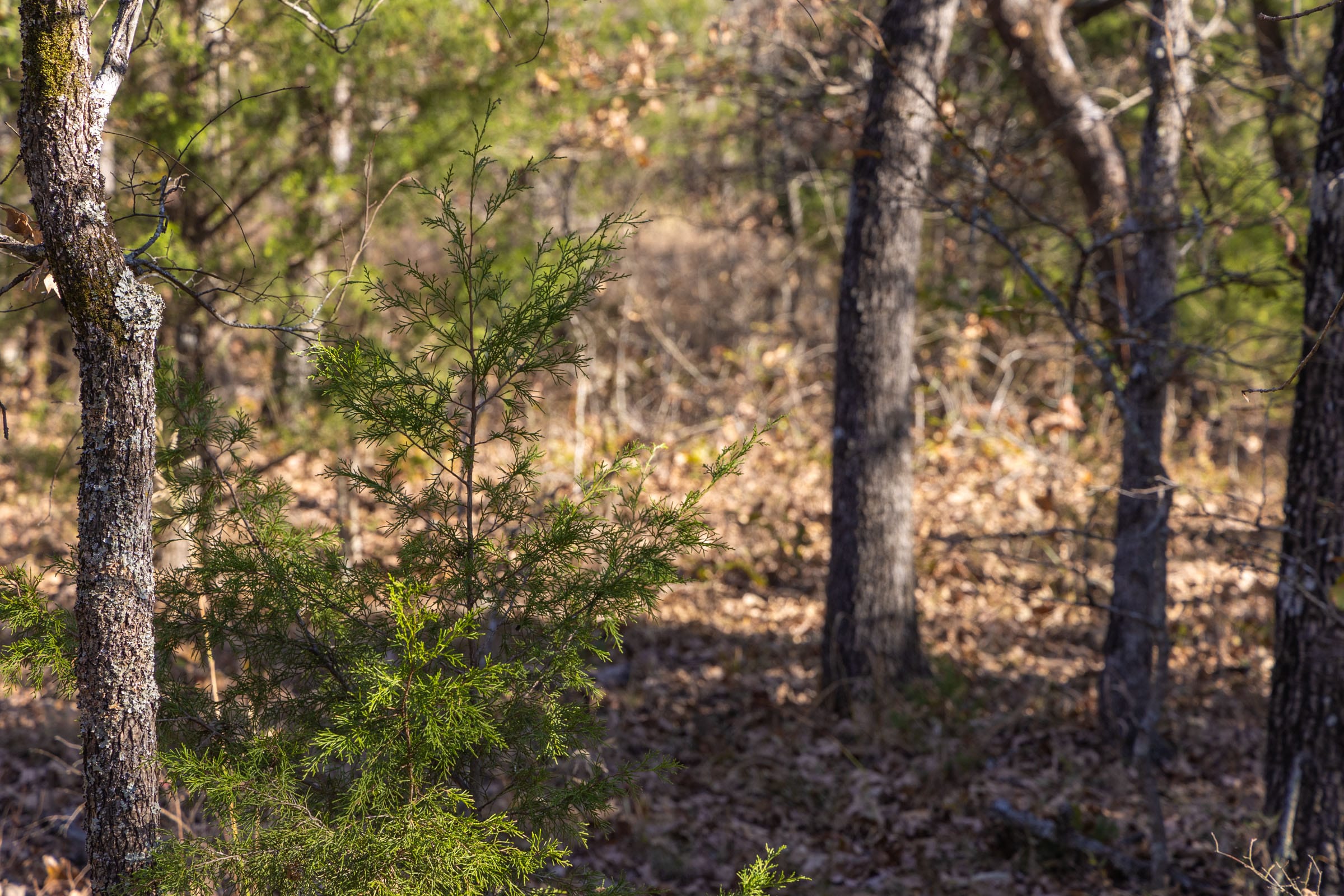 Harmony Hills Tract 50 photo 5