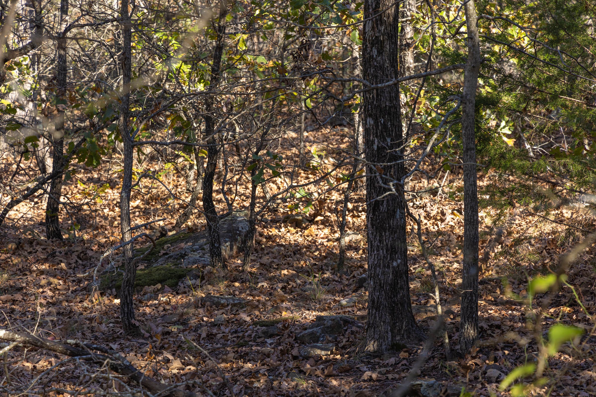 Harmony Hills Tract 50 photo 9