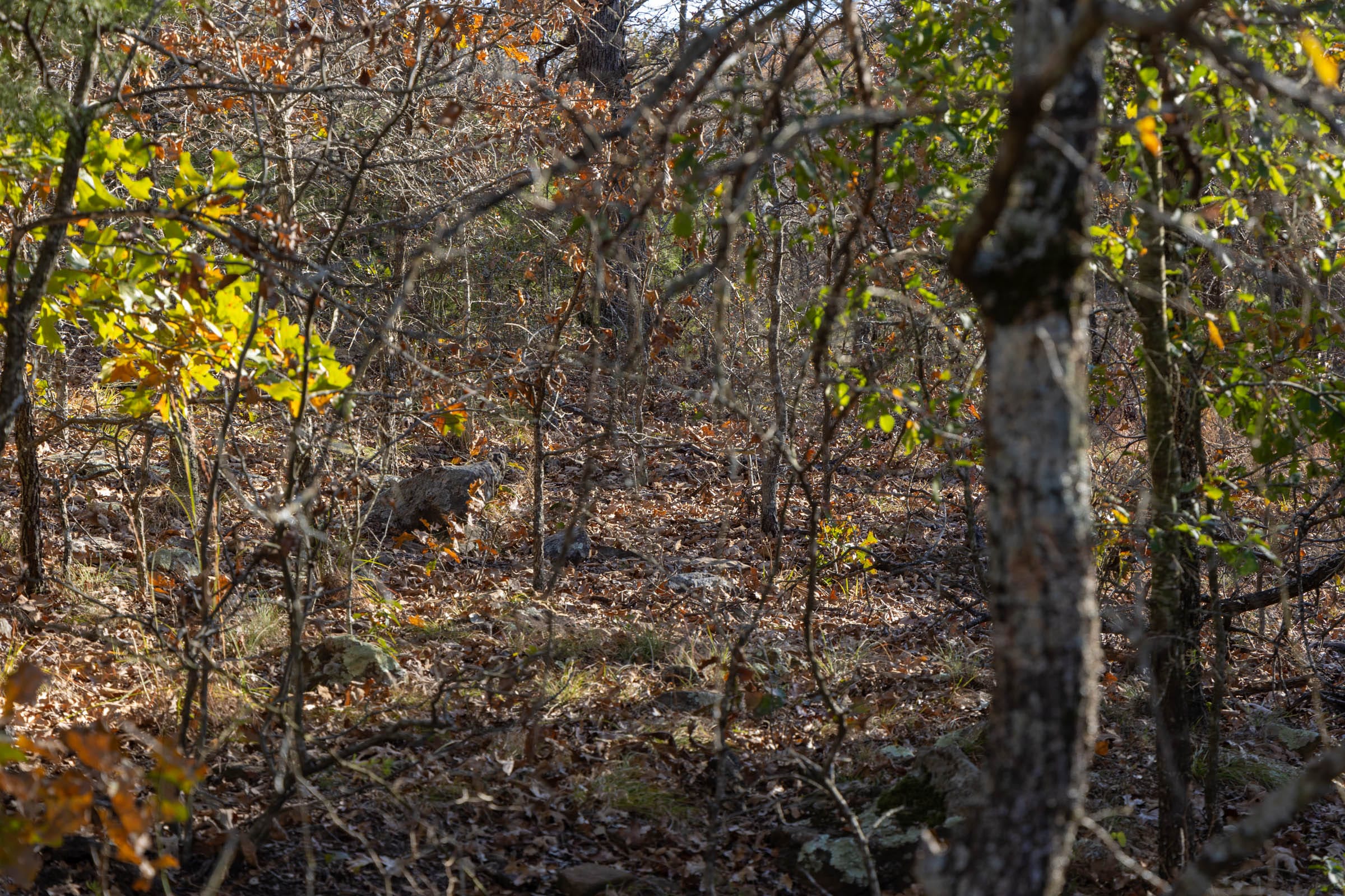 Harmony Hills Tract 50 photo 8