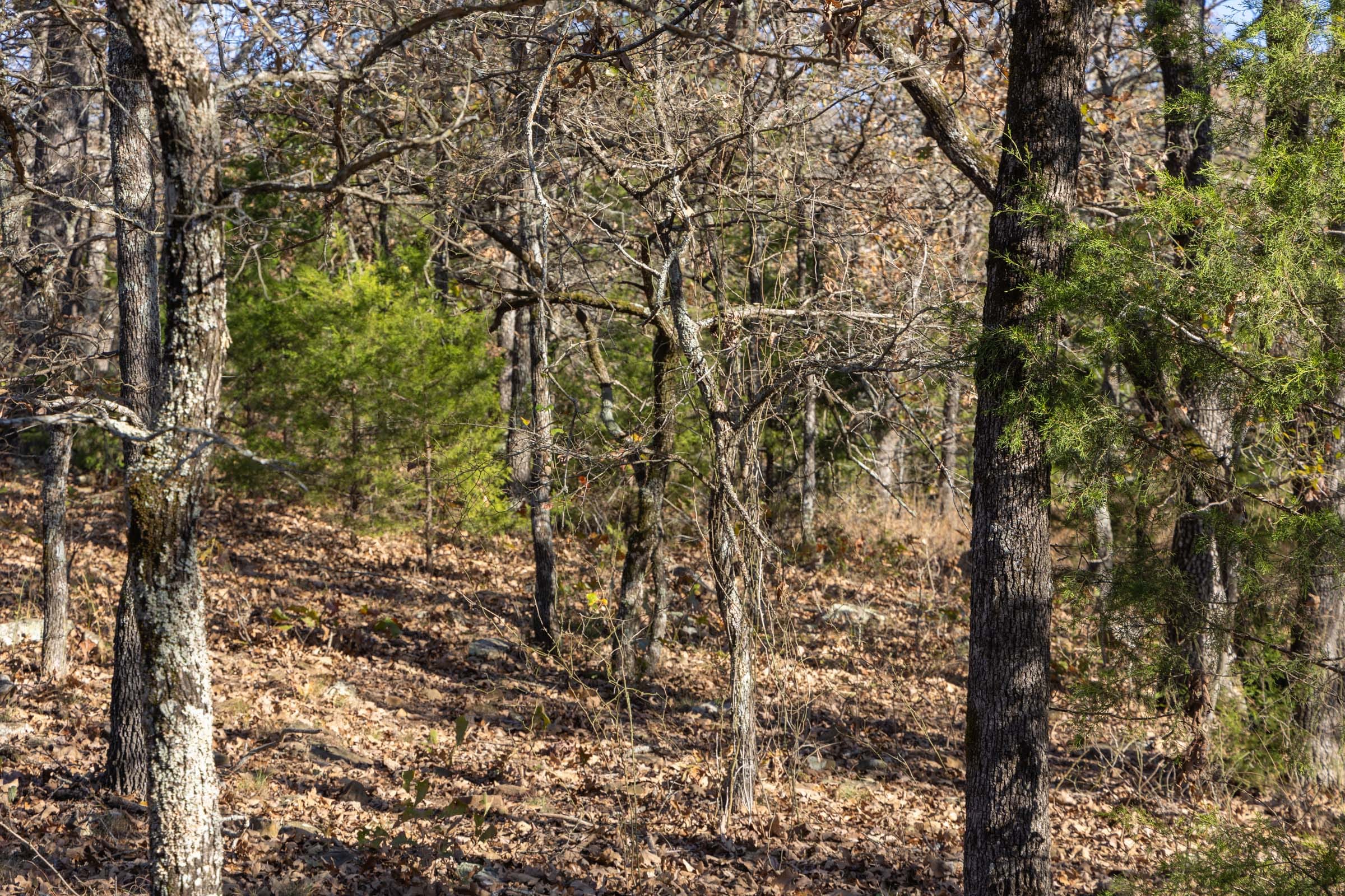 Harmony Hills Tract 50 photo 6