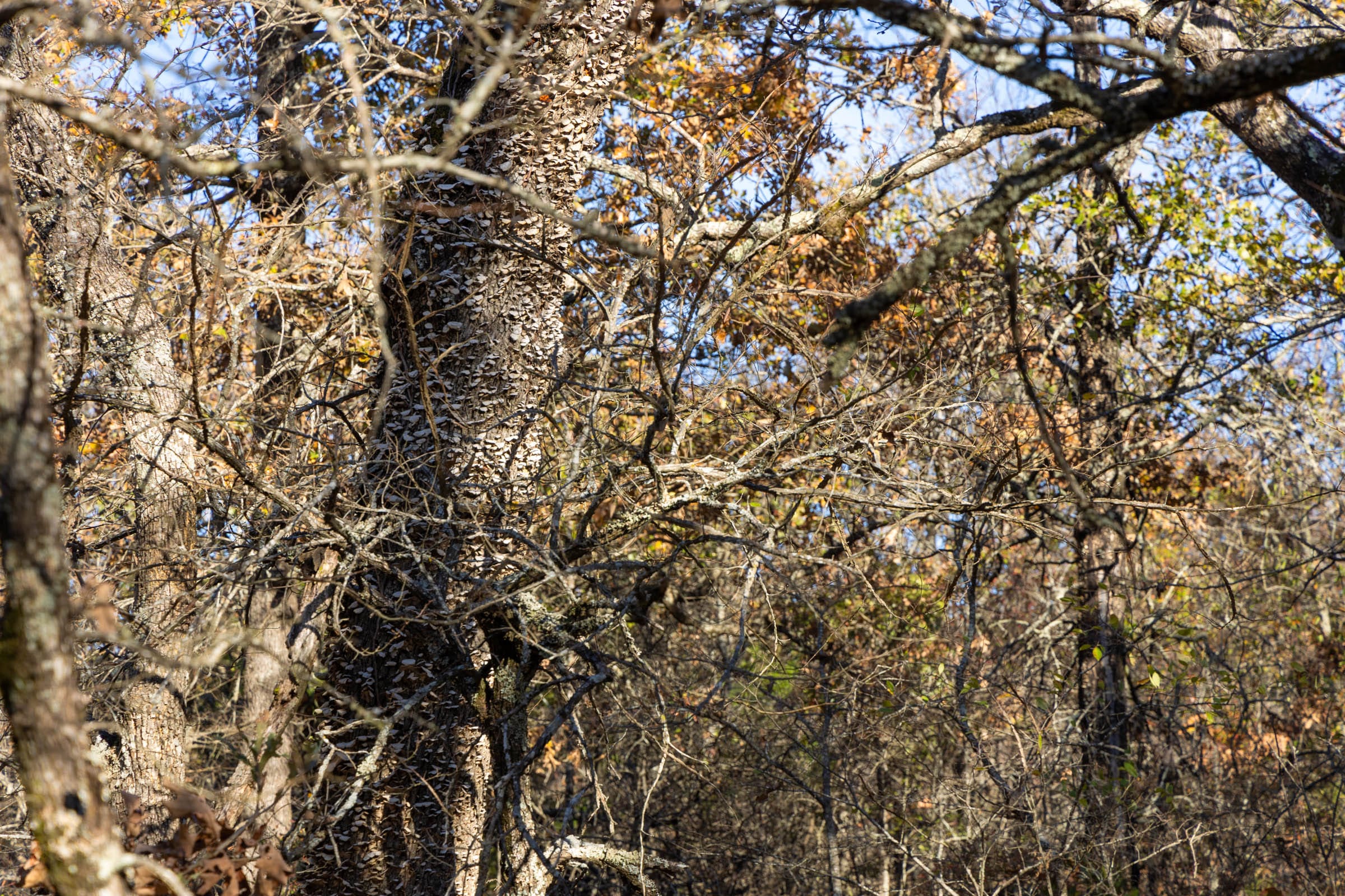 Harmony Hills Tract 50 photo 4