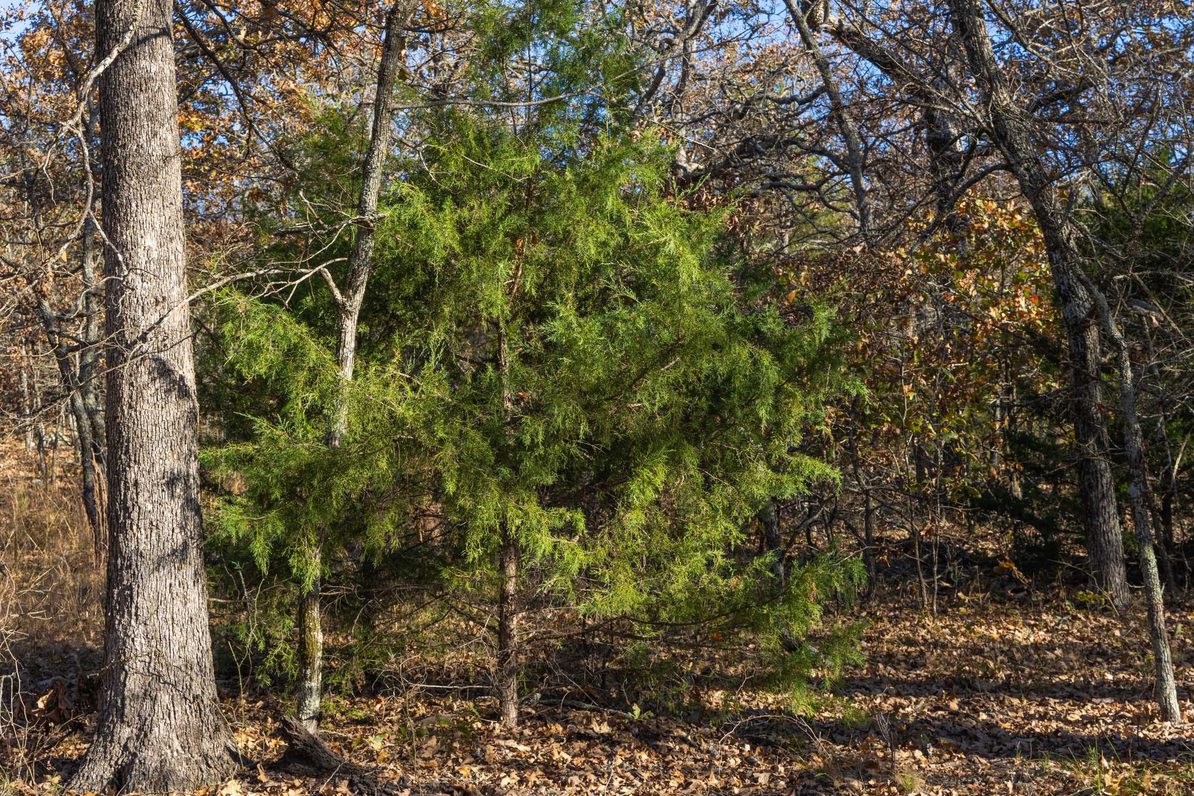 Harmony Hills Tract 50 photo 3