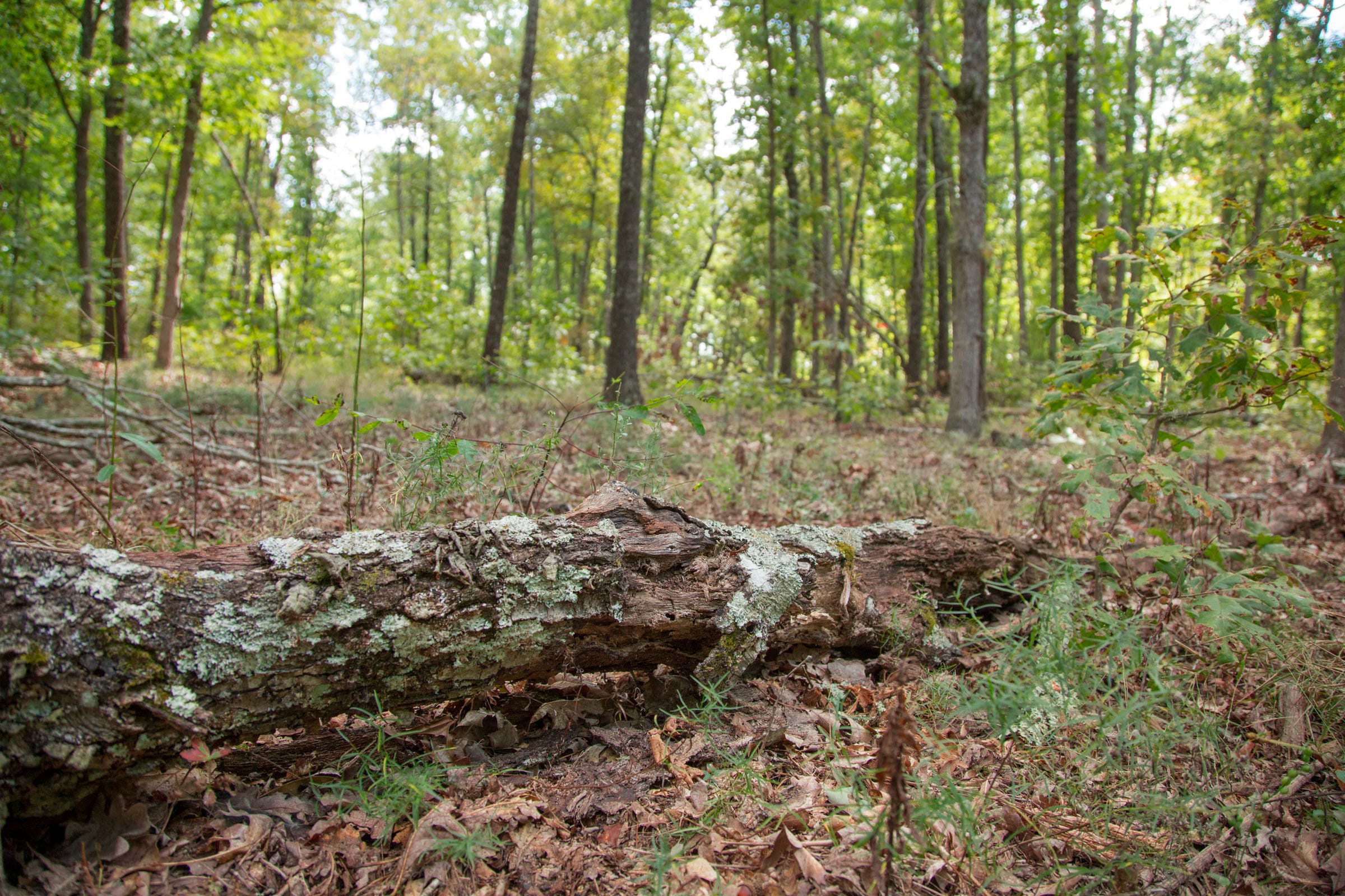 Wagon Wheel Ranch Tract 28 photo 8