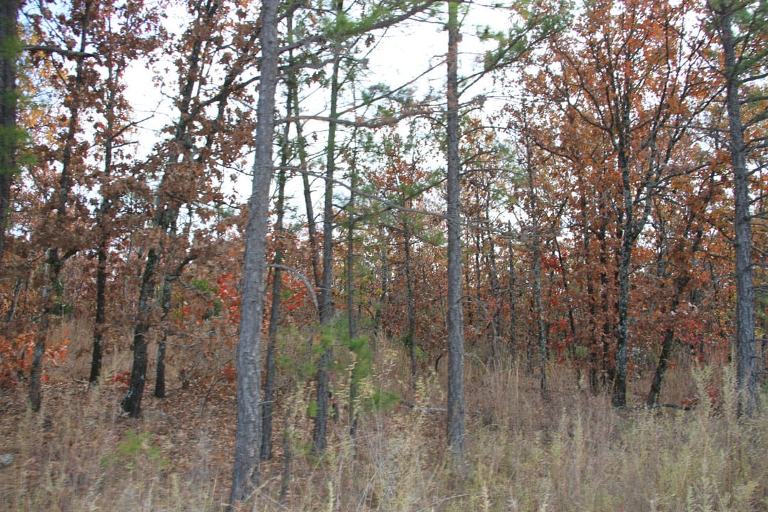 Stone Creek Phase III Tract 79 photo 5