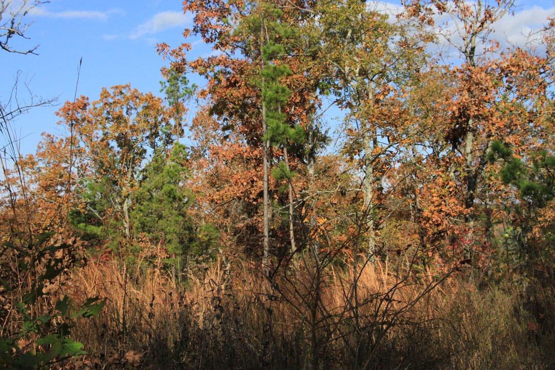Stone Creek Phase III Tract 79 photo 7