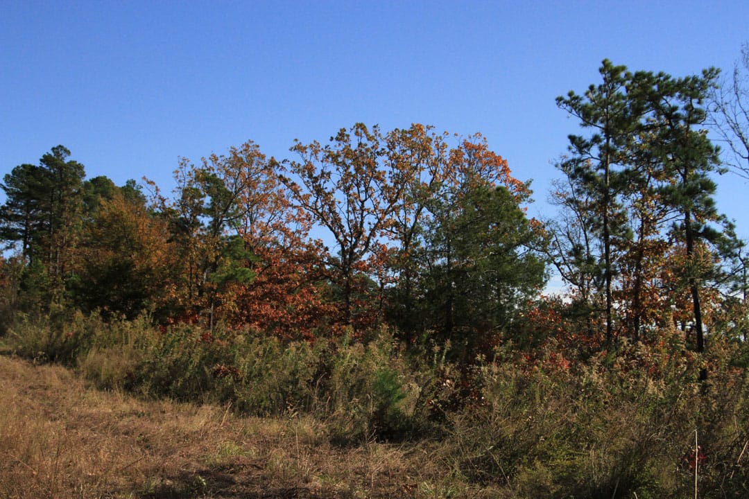 Stone Creek Phase III Tract 79 photo 9
