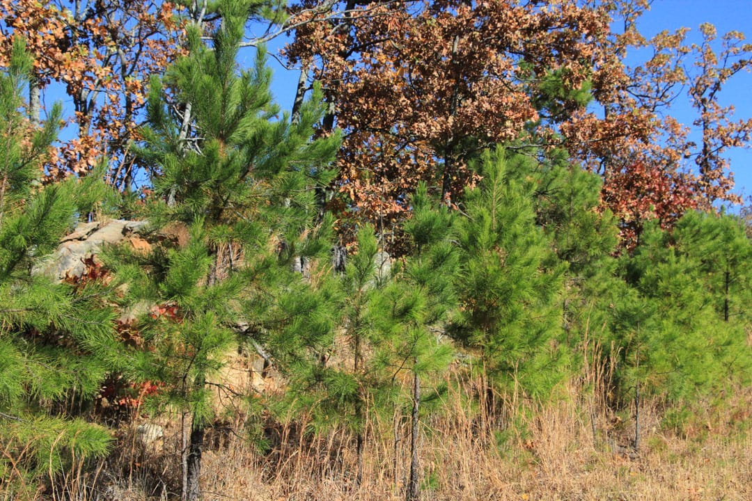 Stone Creek Phase III Tract 79 photo 13