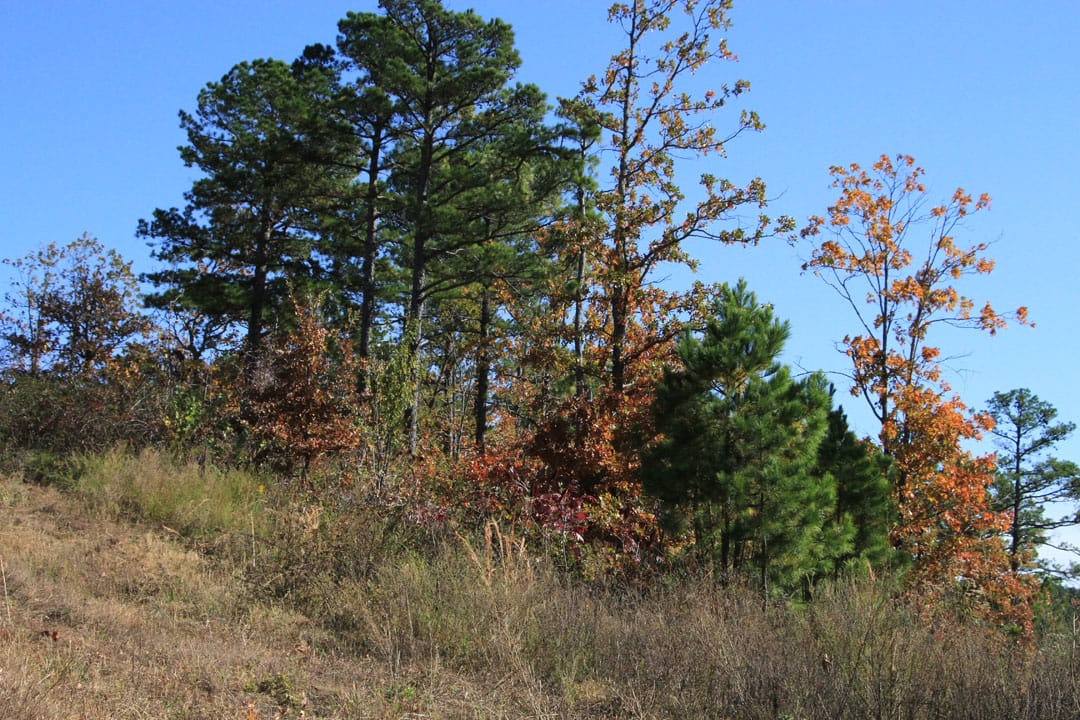 Stone Creek Phase III Tract 79 photo 14