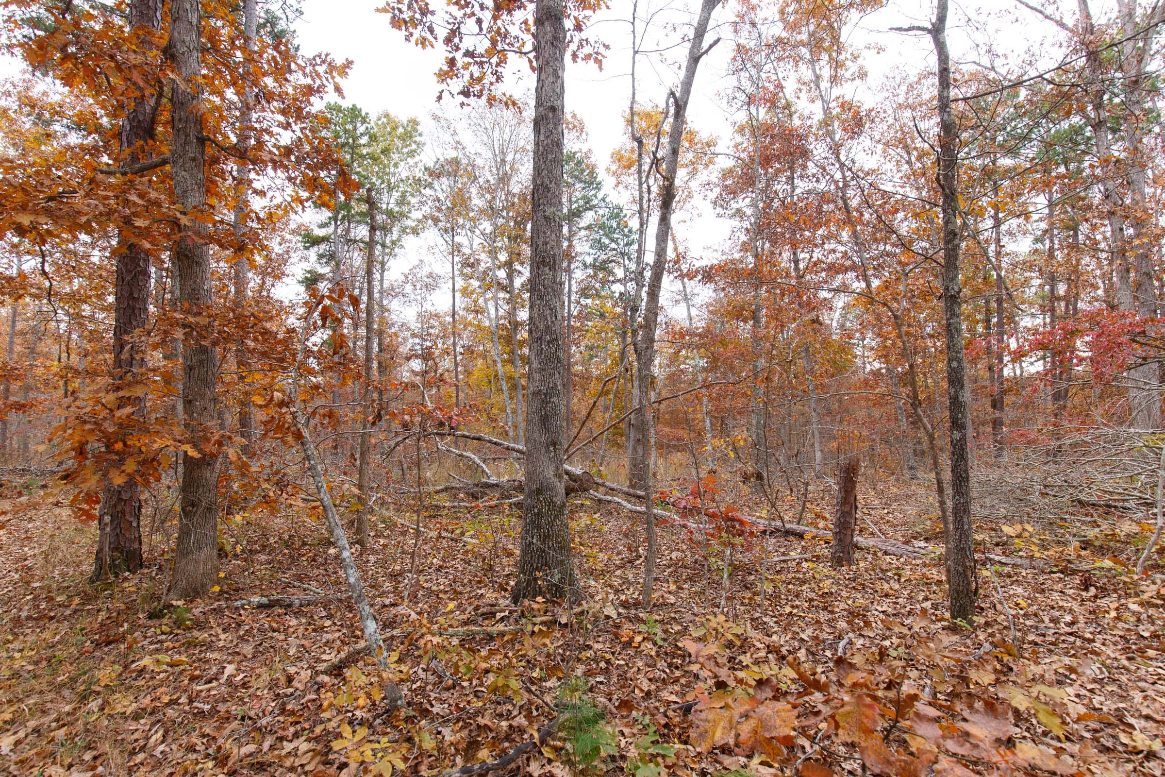 Hawkcrest Tract 51 photo 2
