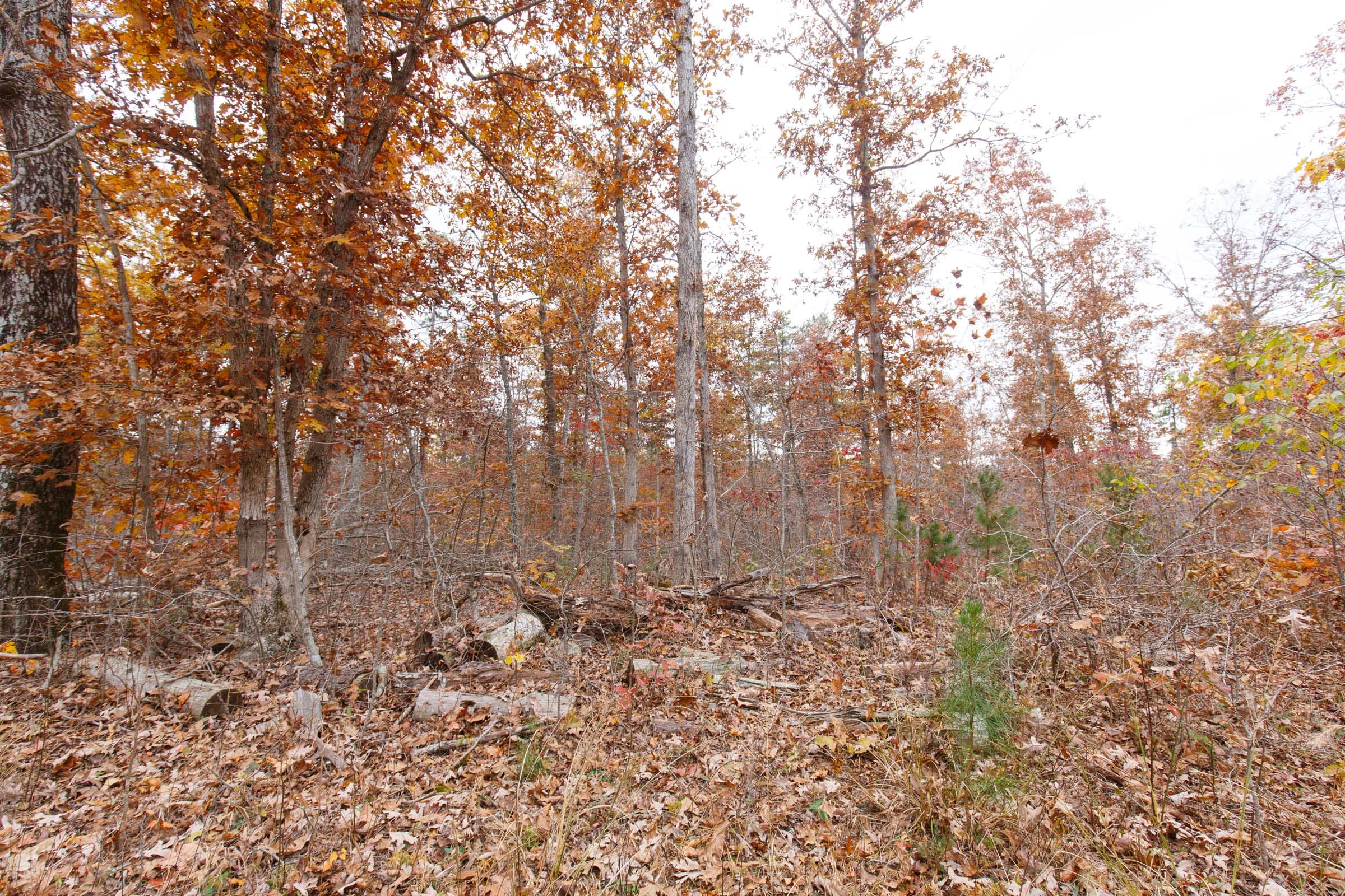 Hawkcrest Tract 51 photo 7