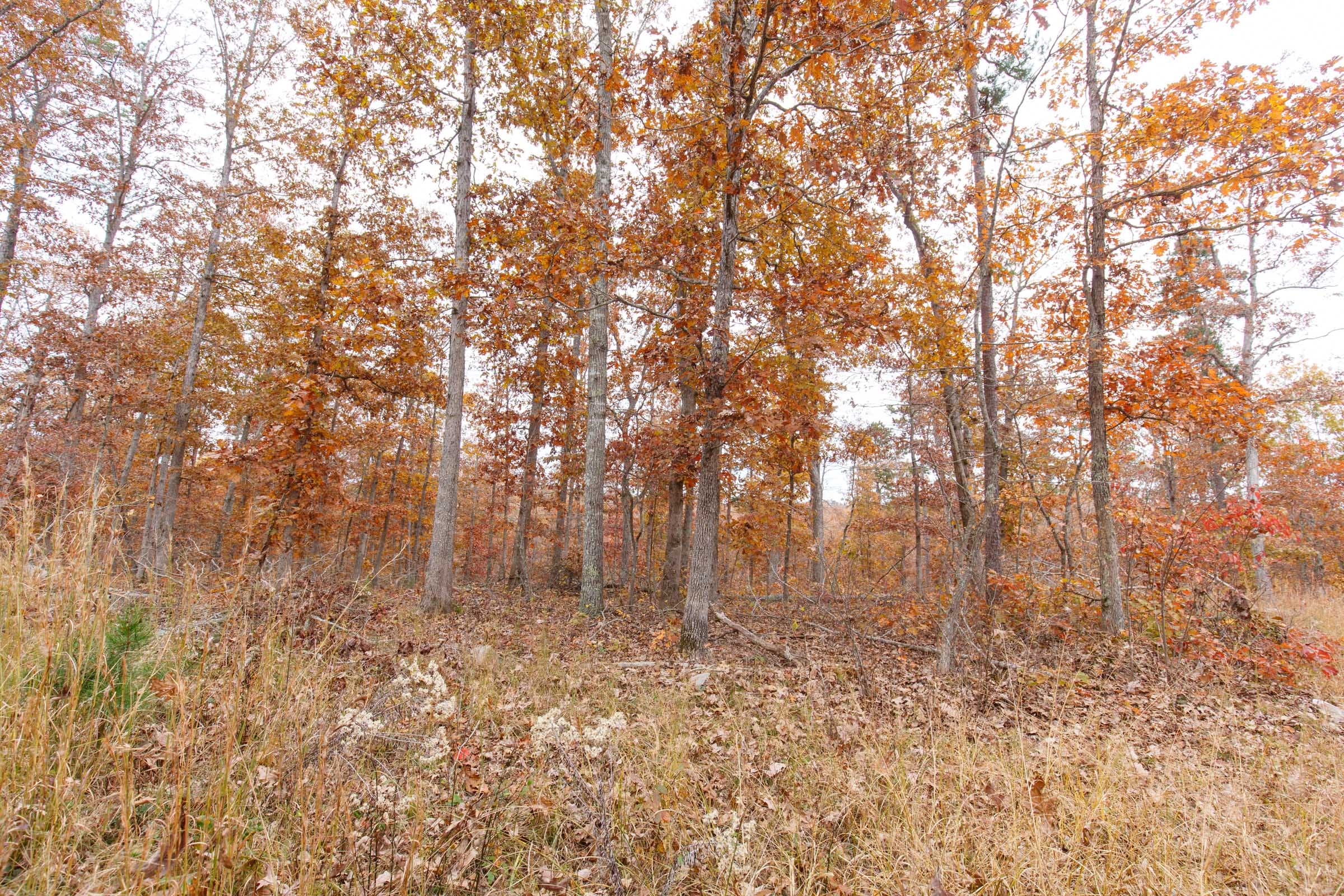 Hawkcrest Tract 51 photo 6