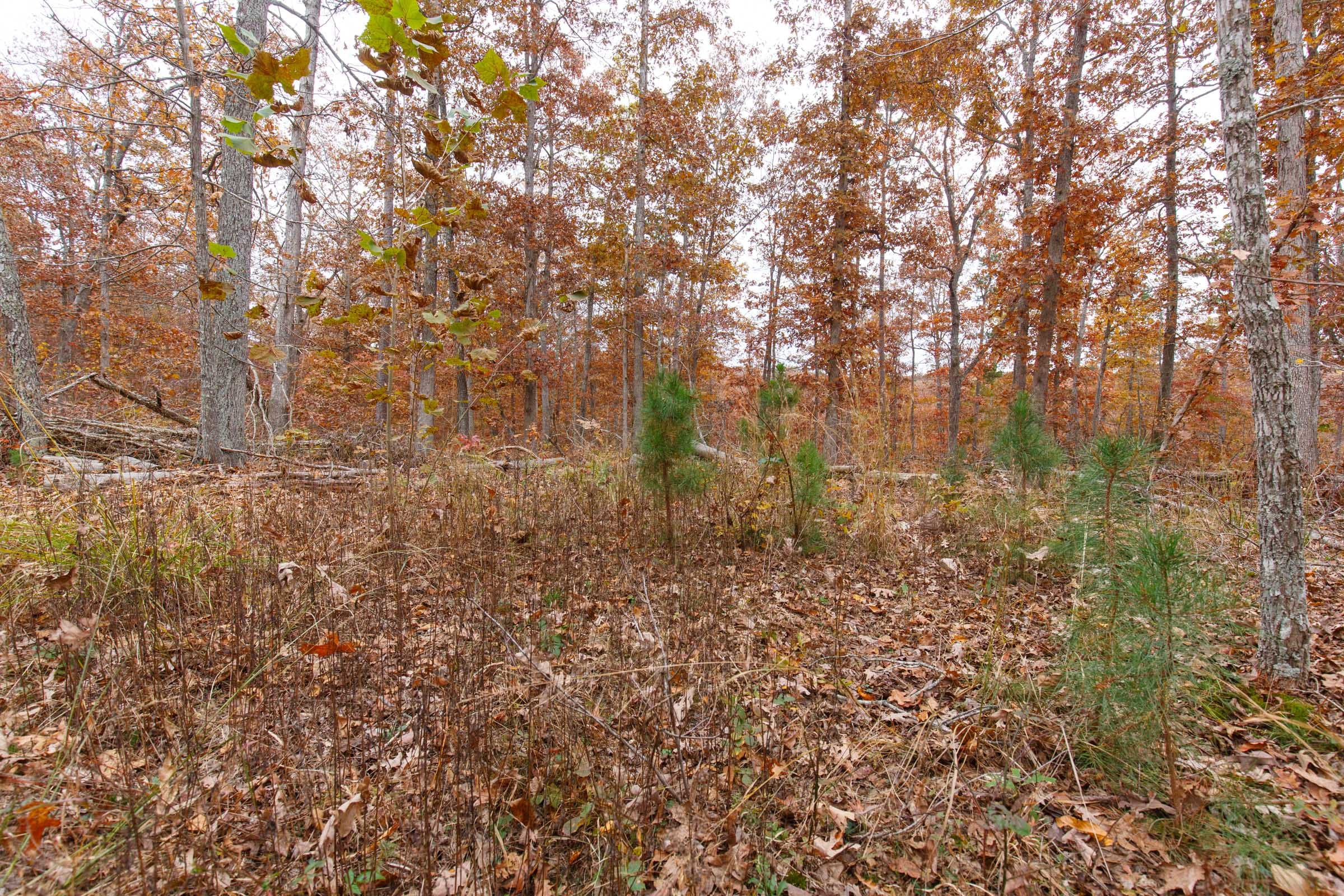 Hawkcrest Tract 51 photo 9