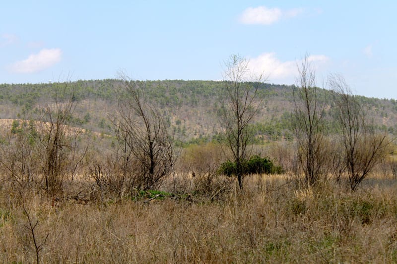 Daisy Meadows Tract 15 photo 5