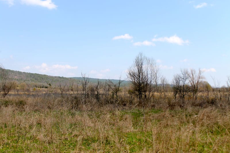 Daisy Meadows Tract 15 photo 6