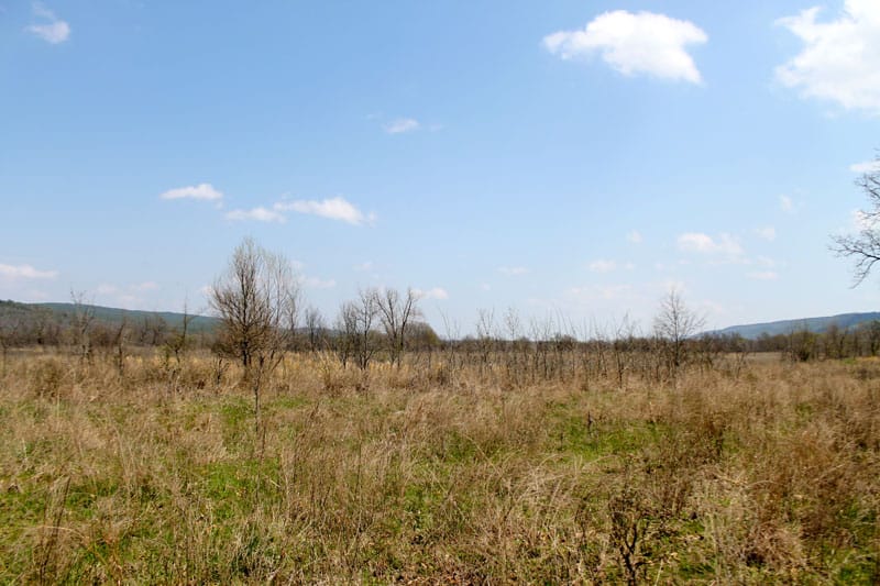 Daisy Meadows Tract 15 photo 7