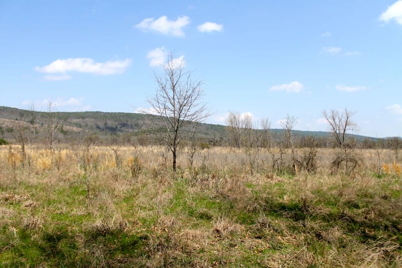 Daisy Meadows Tract 15 photo 9