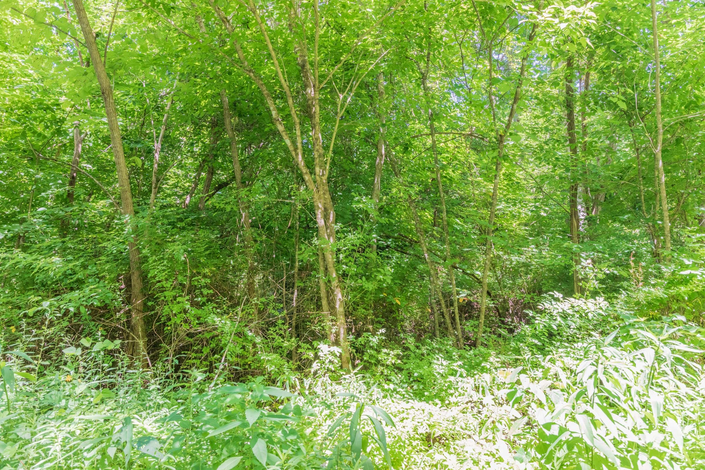 River’s Edge Tract 38 photo 2
