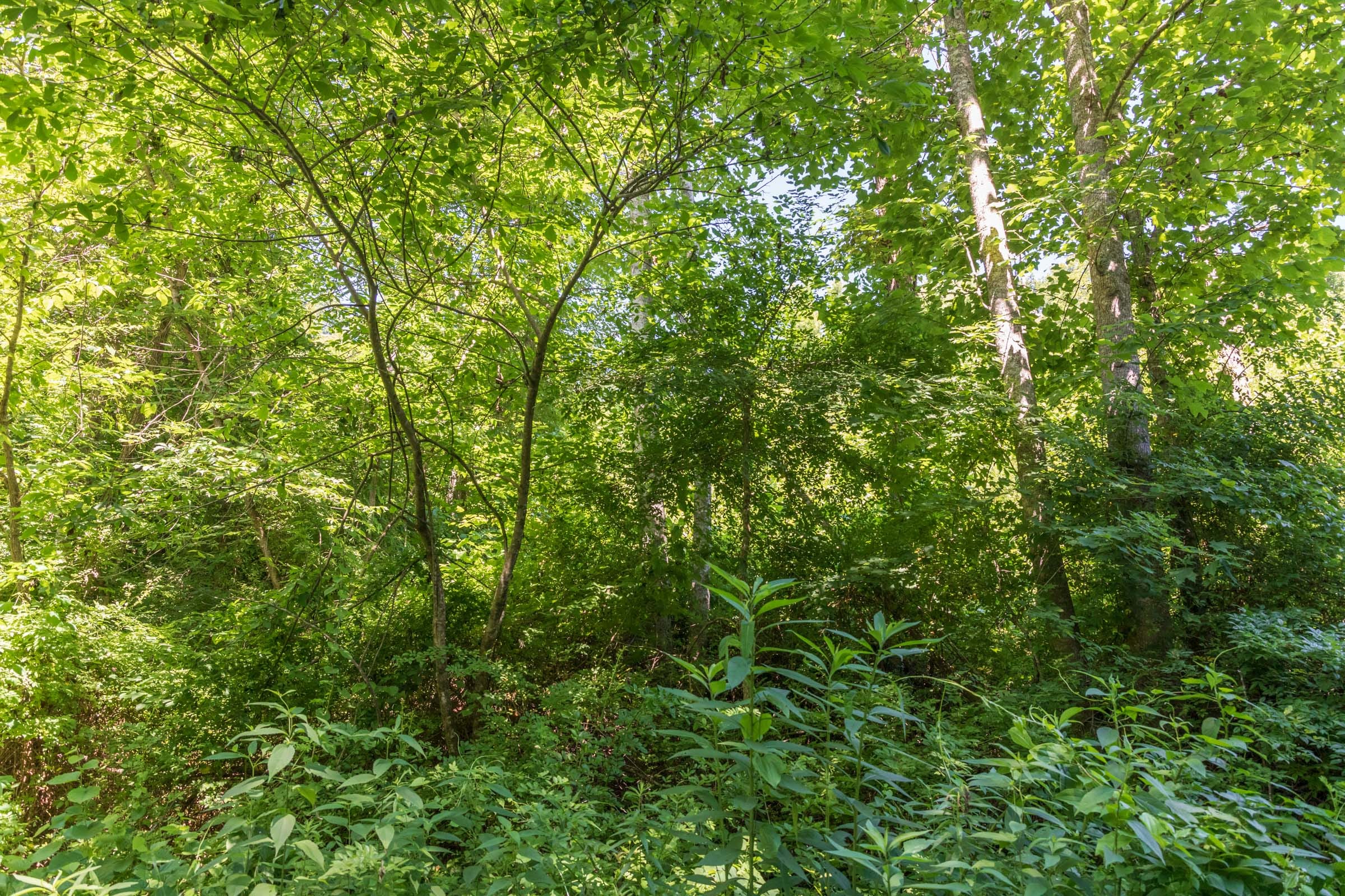 River’s Edge Tract 38 photo 3