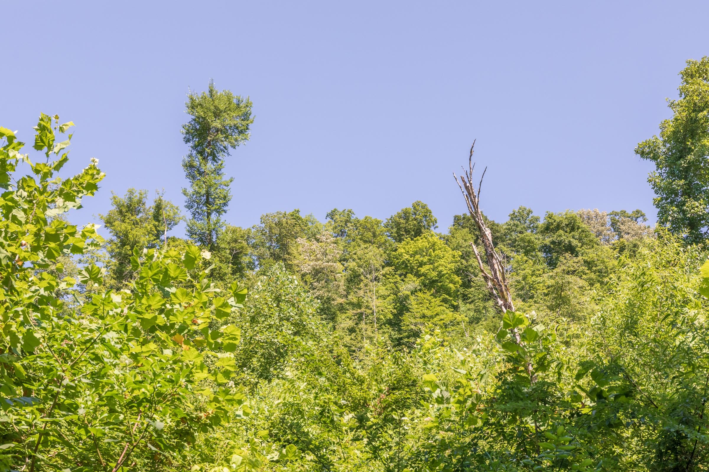 River’s Edge Tract 38 photo 4