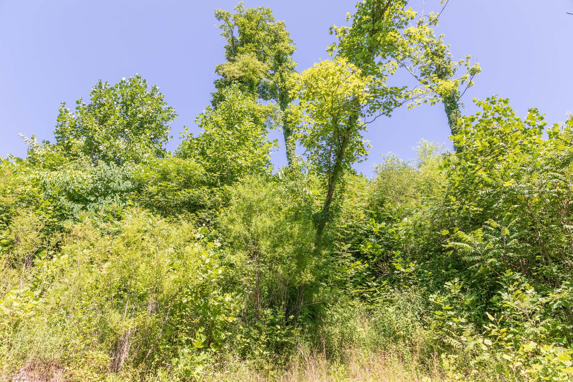 River’s Edge Tract 38 photo 6