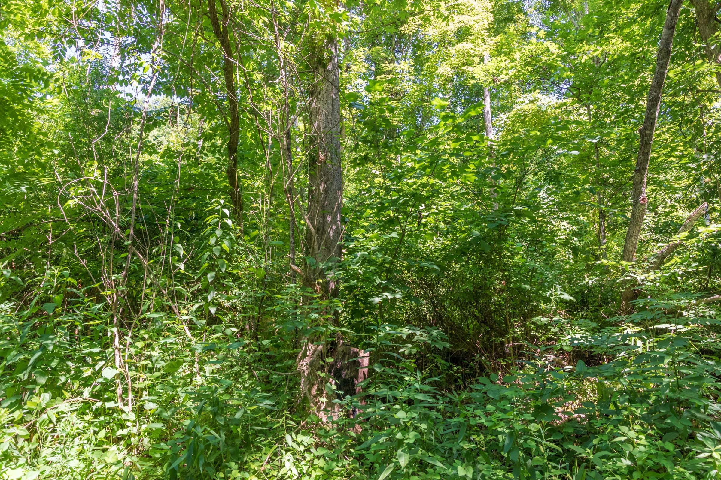 River’s Edge Tract 38 photo 10