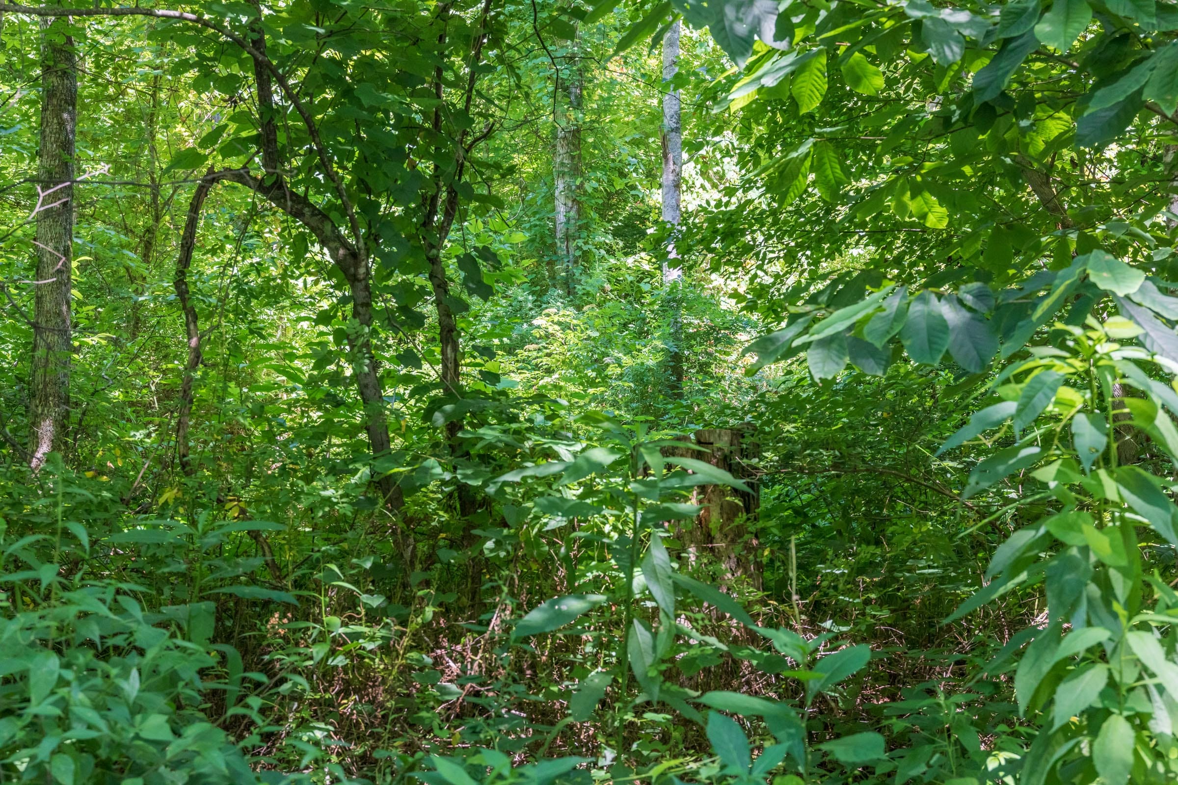 River’s Edge Tract 38 photo 11